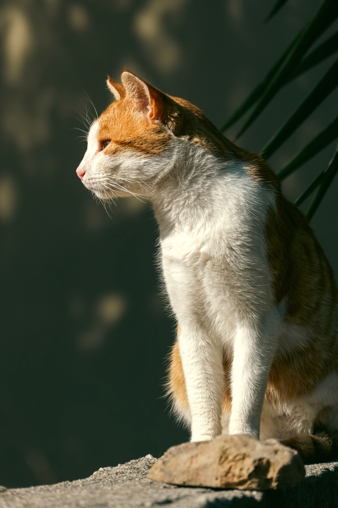 Taken with my Fujifilm X-T30 using the Fujinon XC 50-230mm F4.5-6.7 OIS II