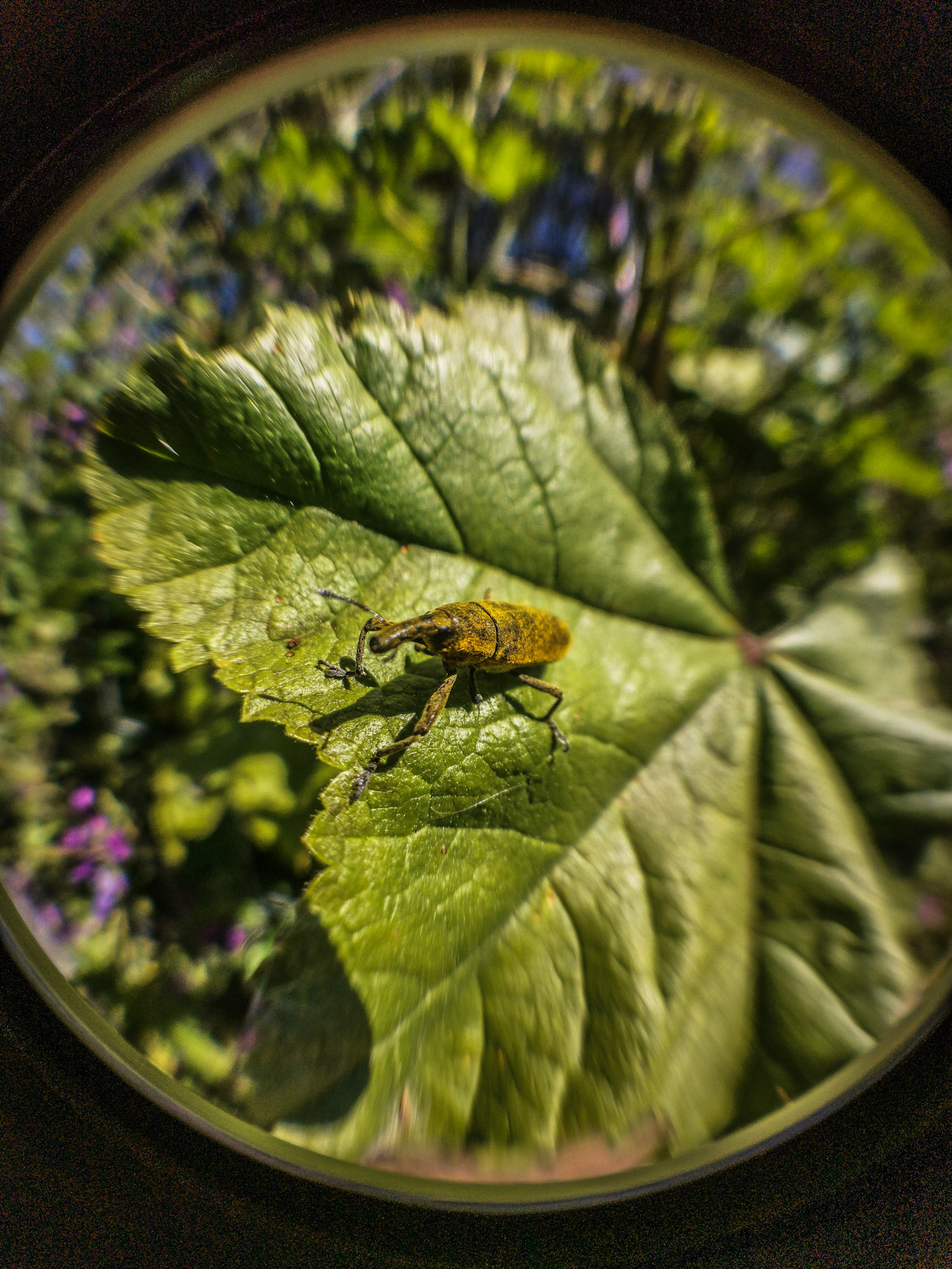 Taken with my Honor View 20