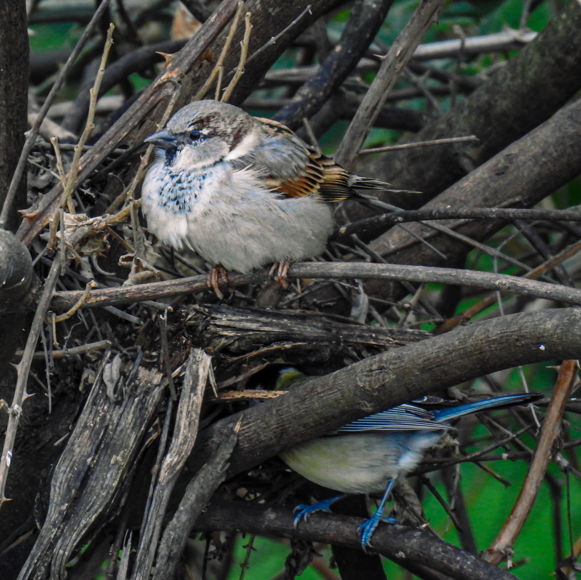 Taken with my Nikon Coolpix P900