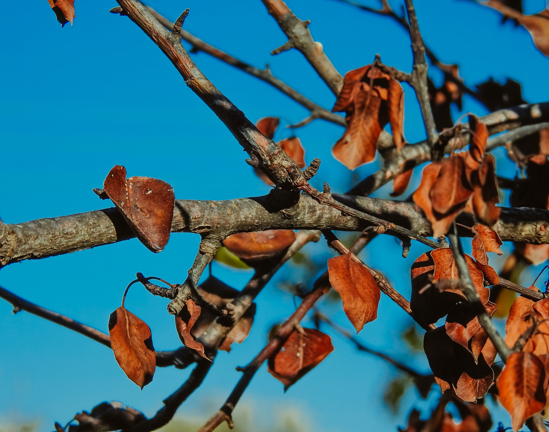 Taken with my Nikon Coolpix P900