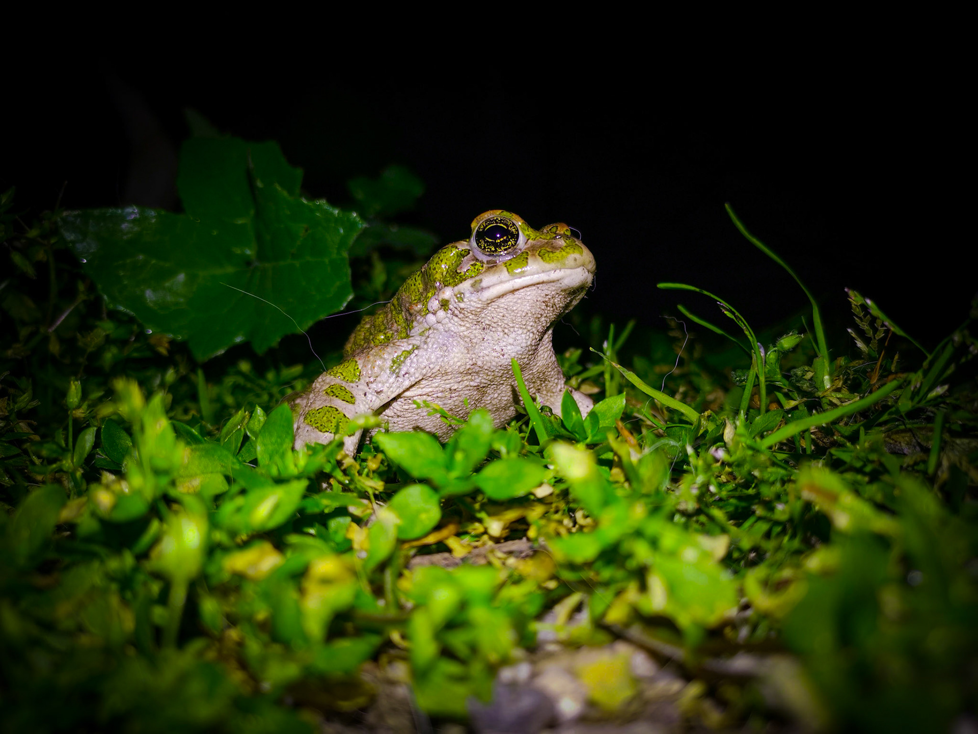 Taken with my Honor View 20