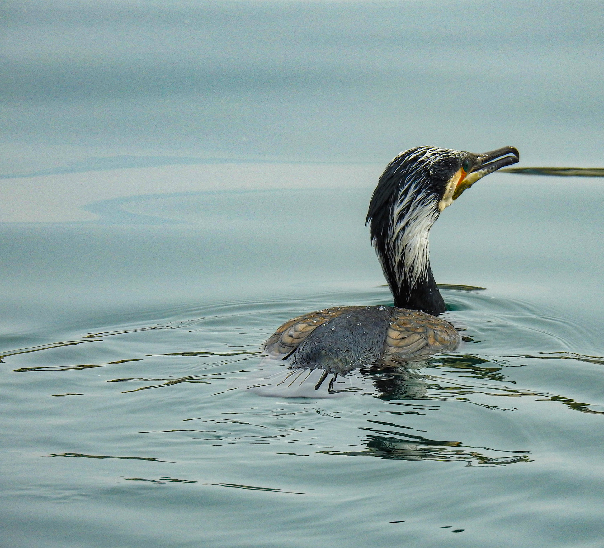 Taken with my Nikon Coolpix P900