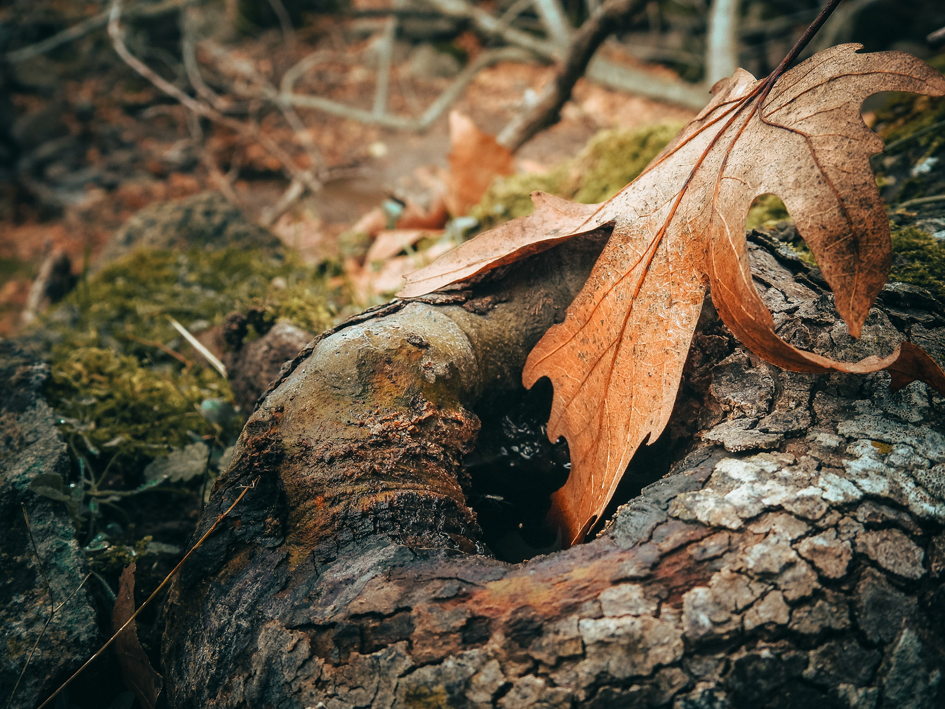 Taken with my Nikon Coolpix P900