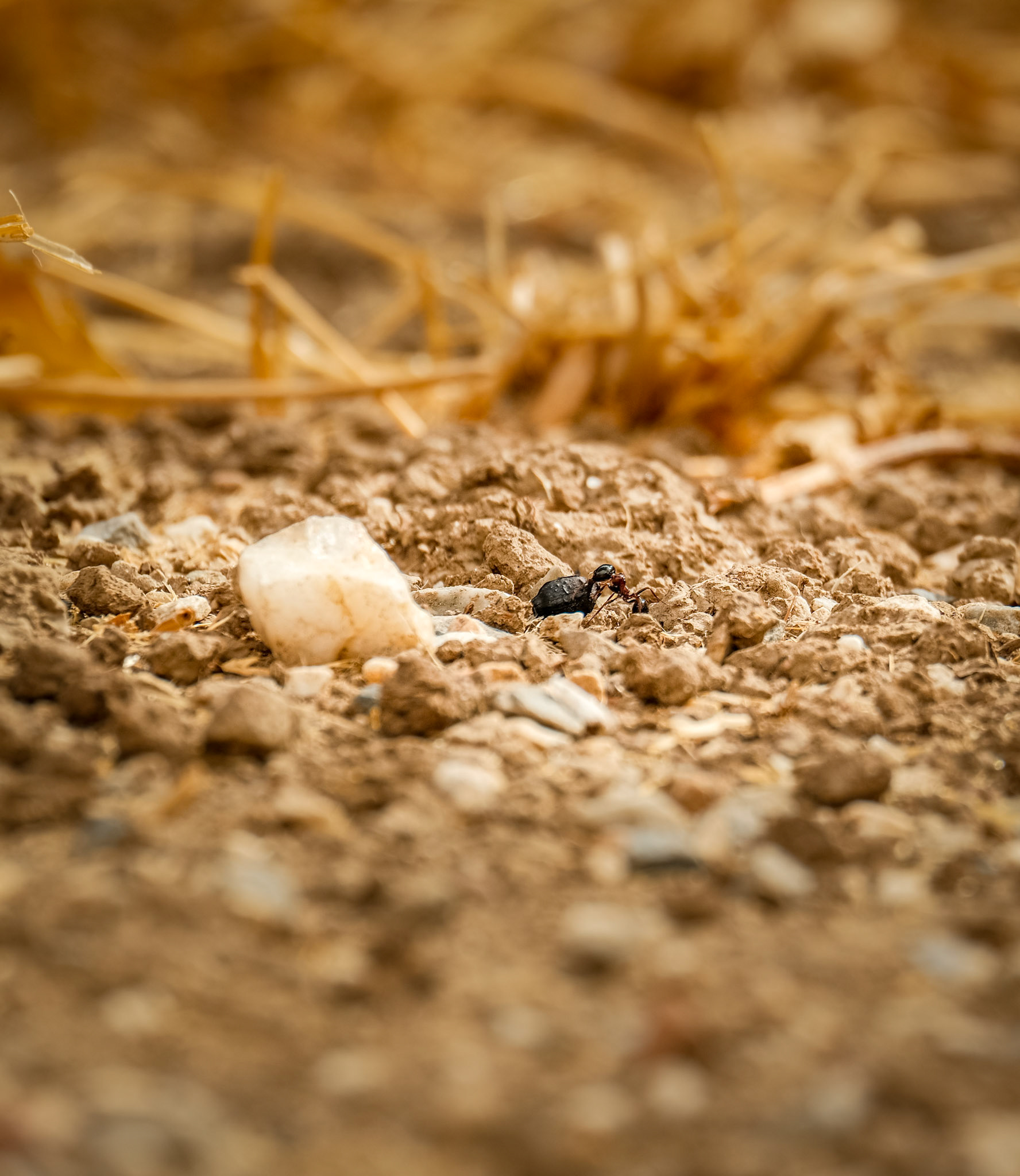 Another after another. These days ants are gathering stuff from around and carry them back to their nest,to prepare for the winter!      Taken with my Fujifilm X-T30 using the Fujinon XC 50-230mm F4.5-6.7 OIS II