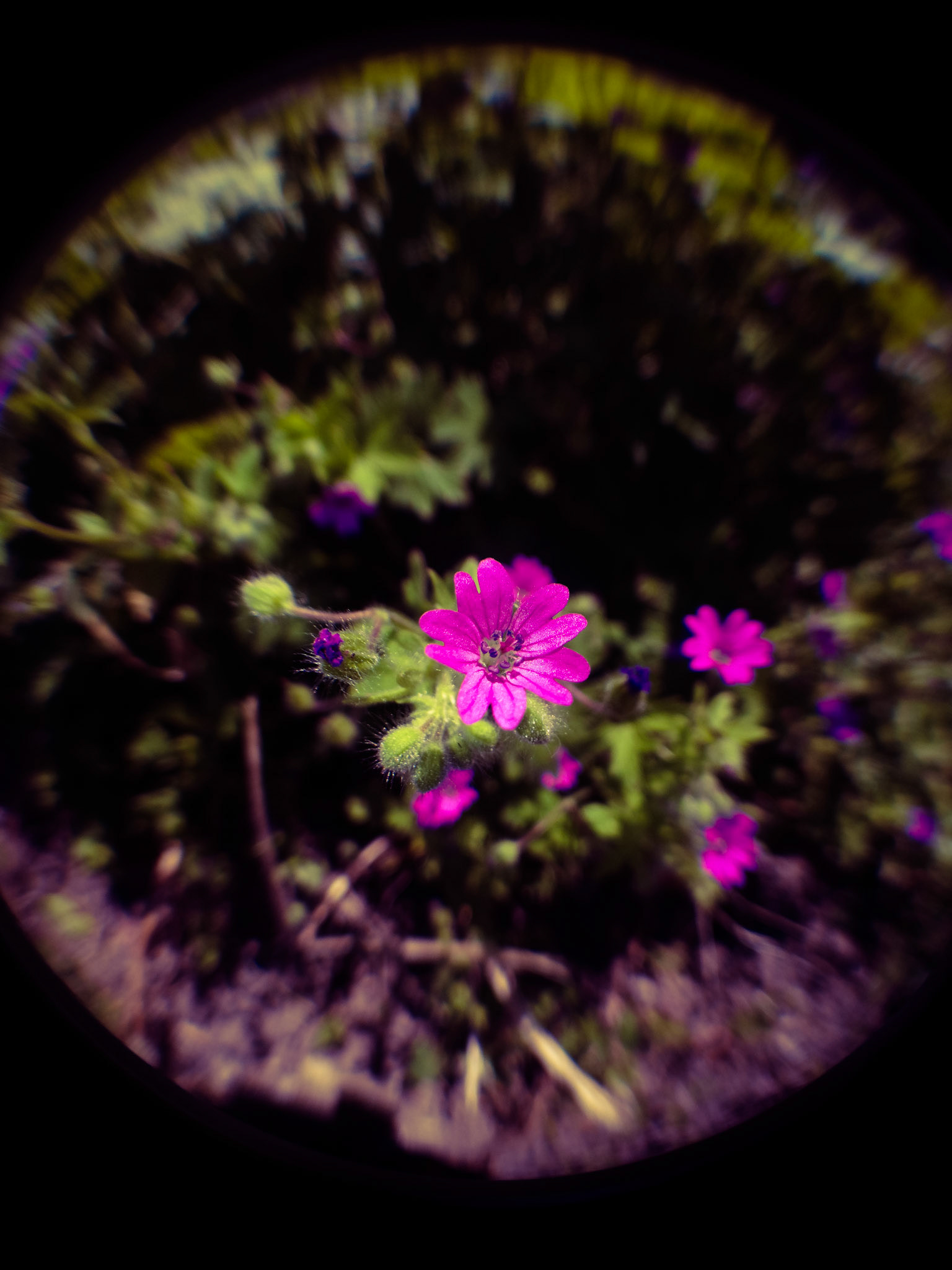 Taken with my Honor View 20