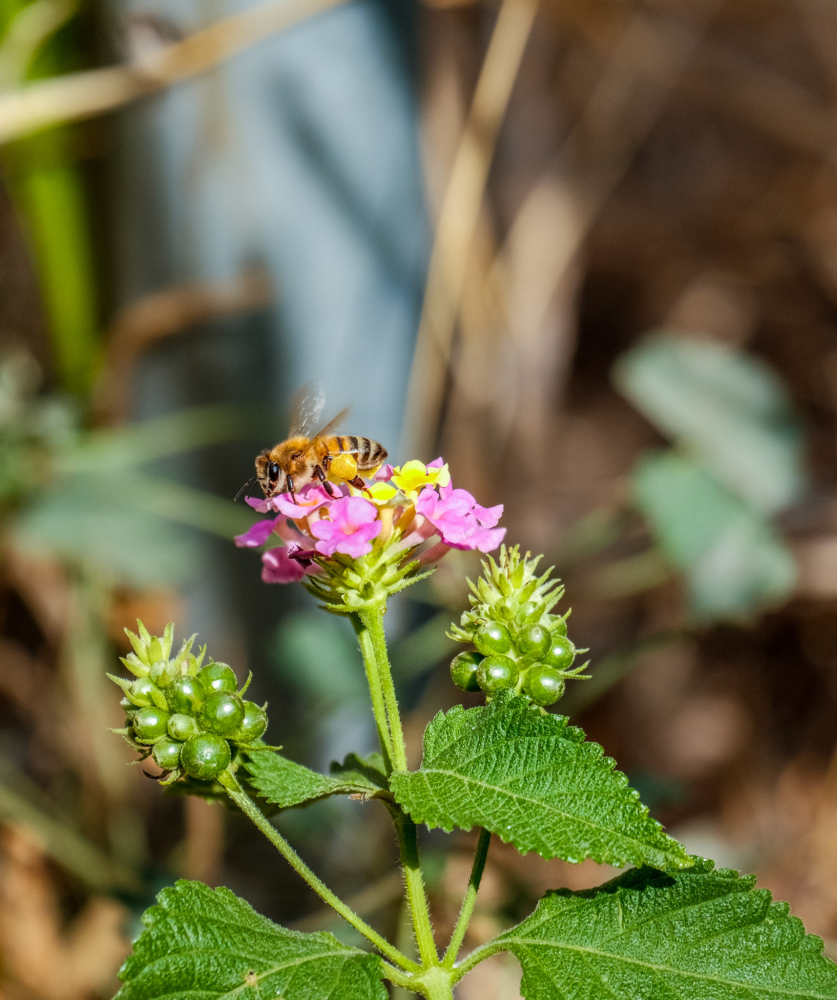 Busy day today for the local bees collecting nectar and pollen from the flowers.