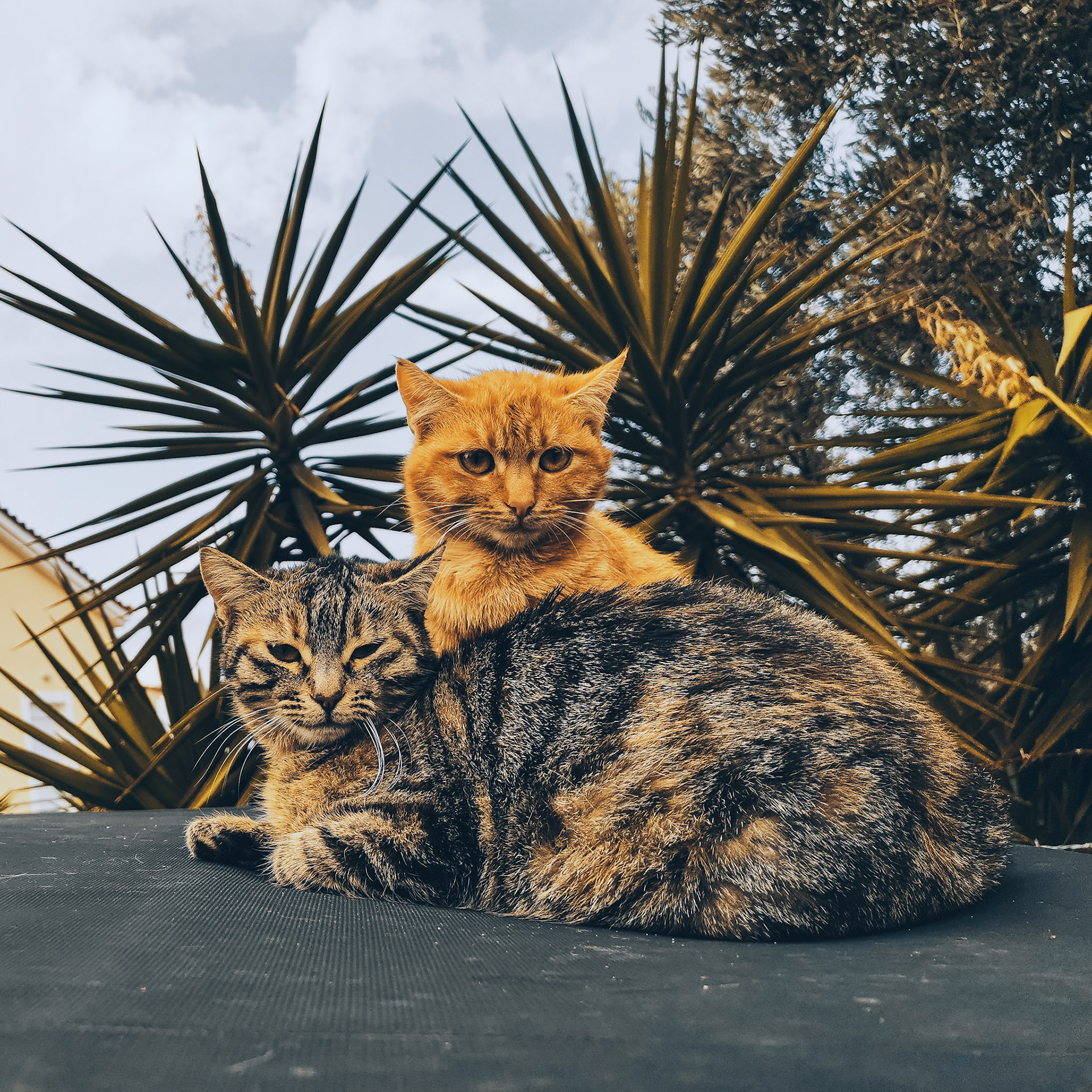 Taken with my Honor View 20