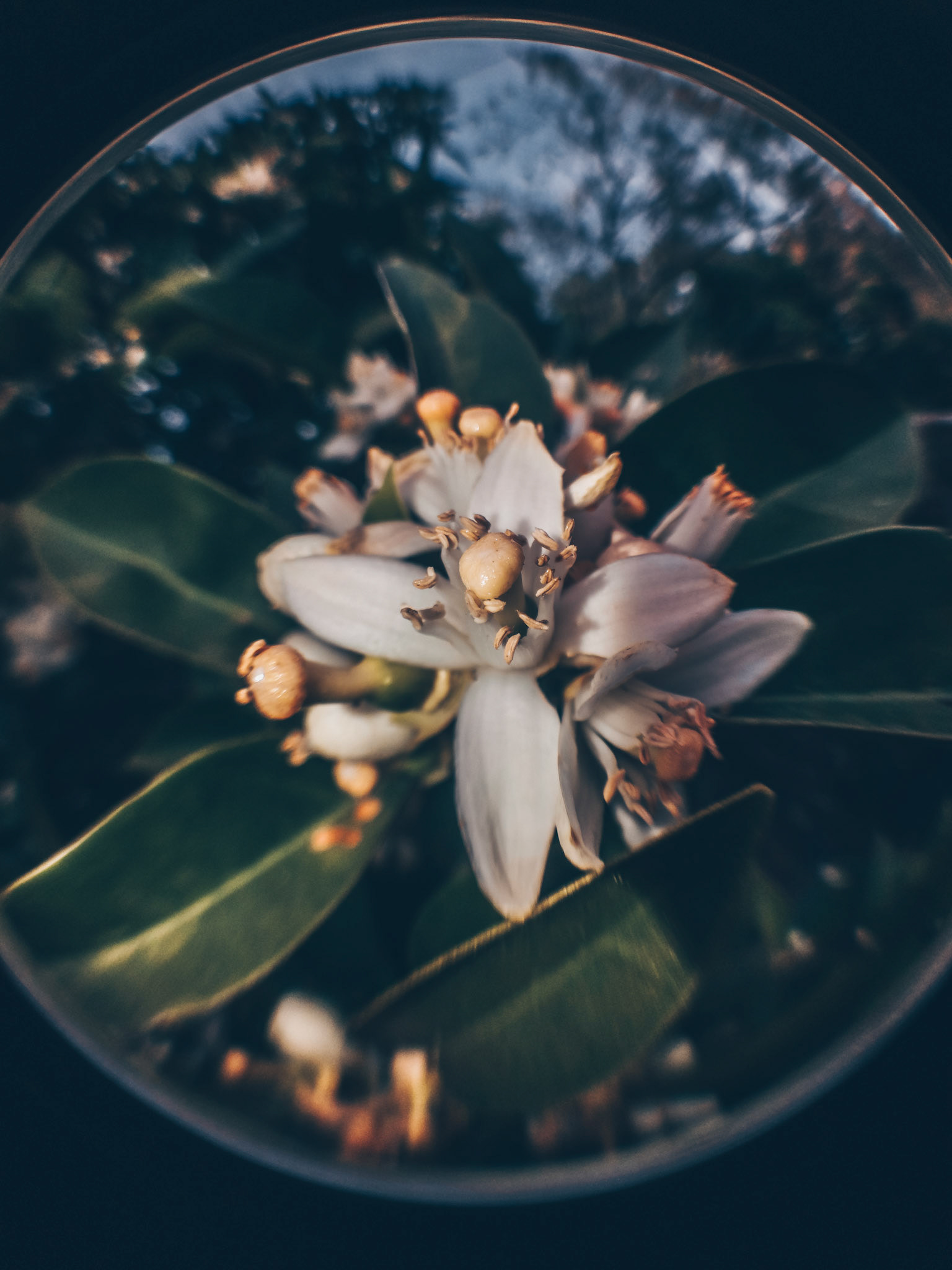 Taken with my Honor View 20