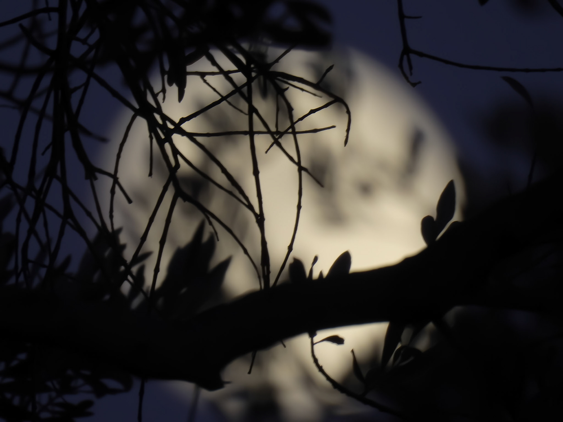 Taken with my Nikon Coolpix P900