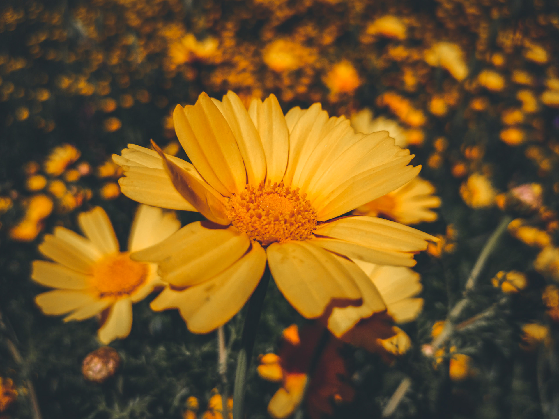 Taken with my Honor View 20