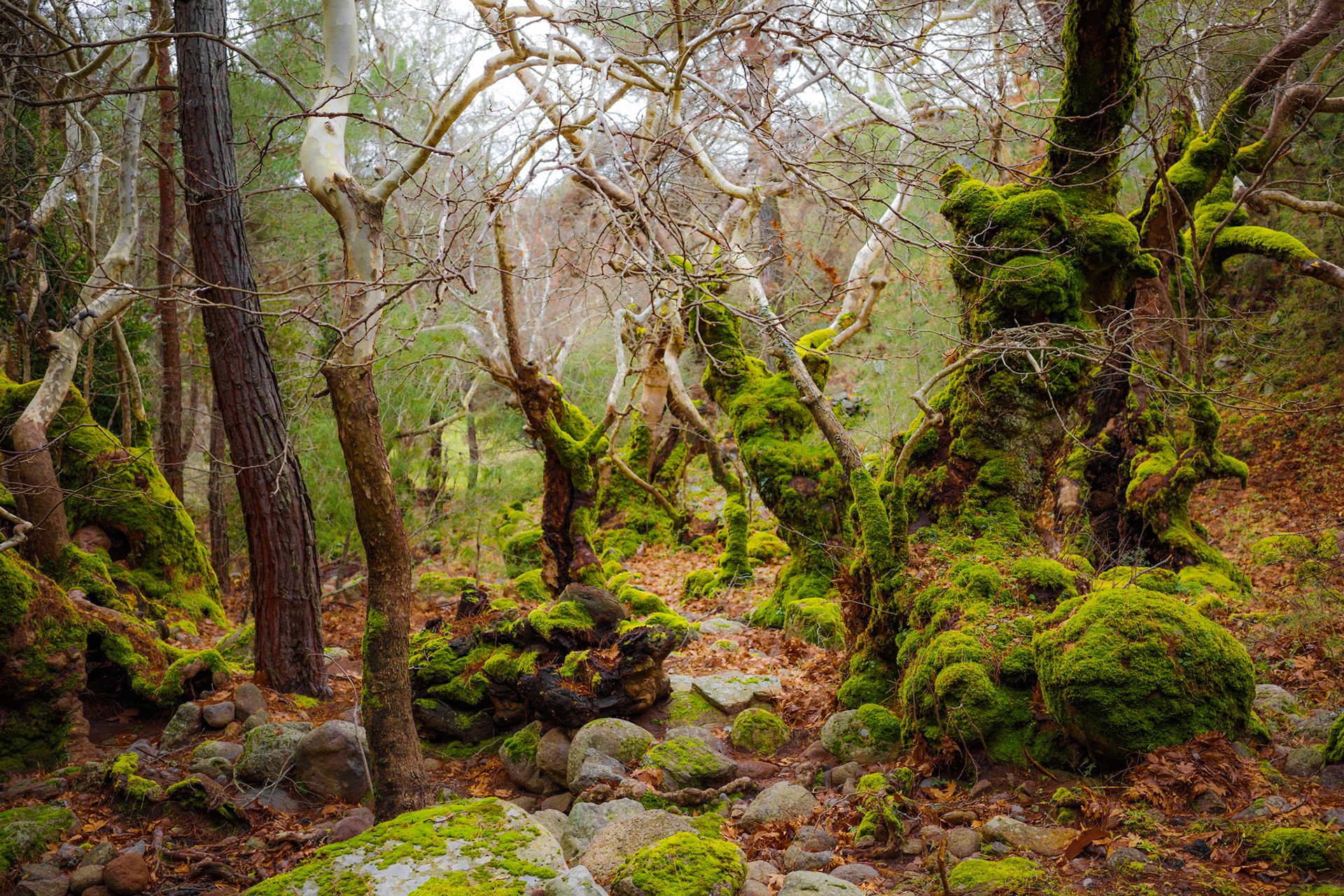 Taken with my Ricoh GR IIIx