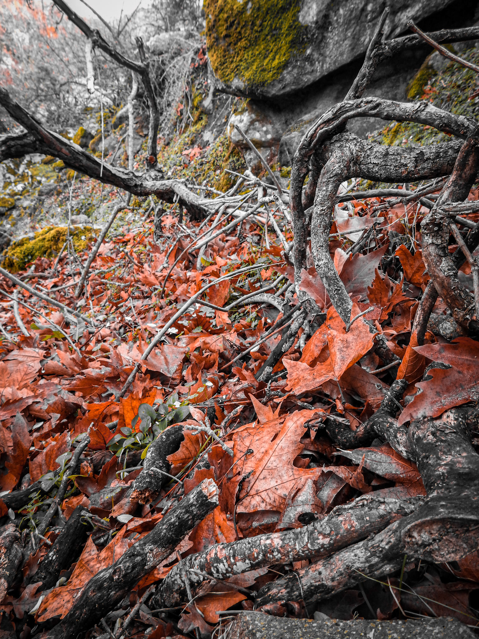 Taken with my Nikon Coolpix P900