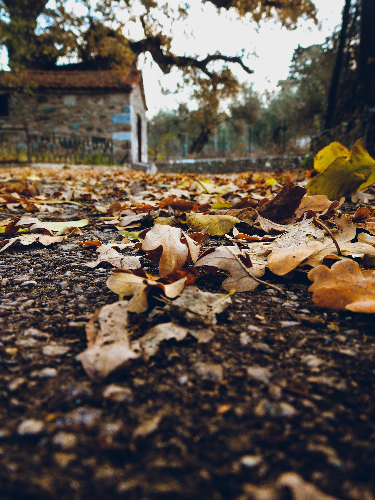 Taken with my Nikon Coolpix P900