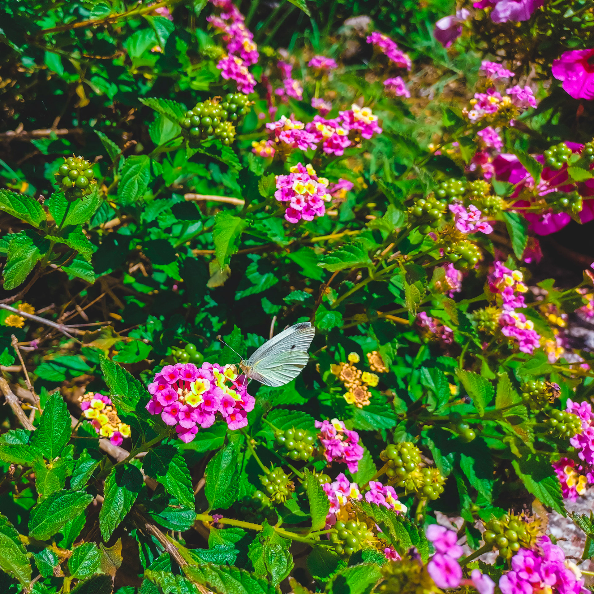 Taken with my Honor View 20