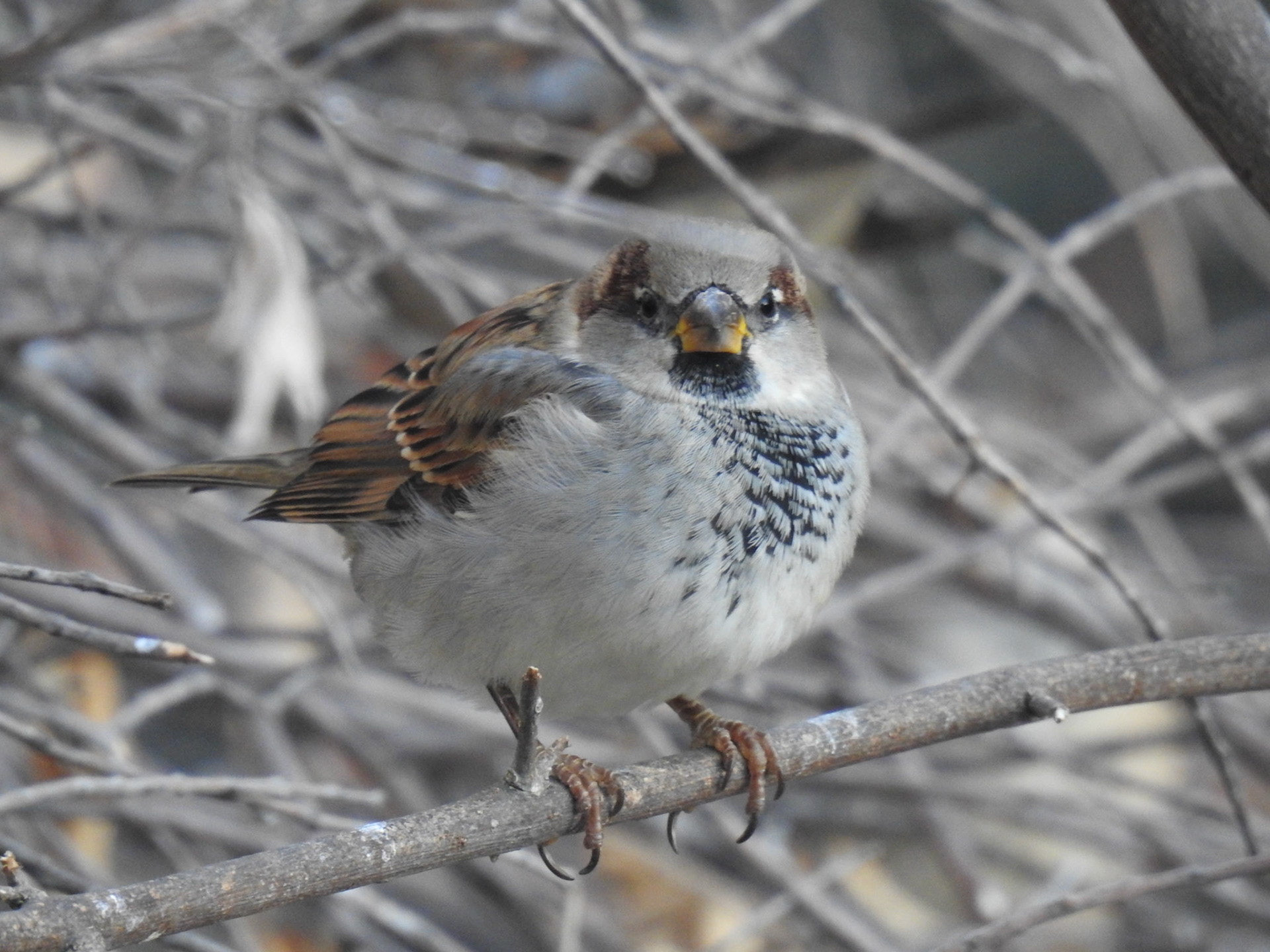 Taken with my Nikon Coolpix P900