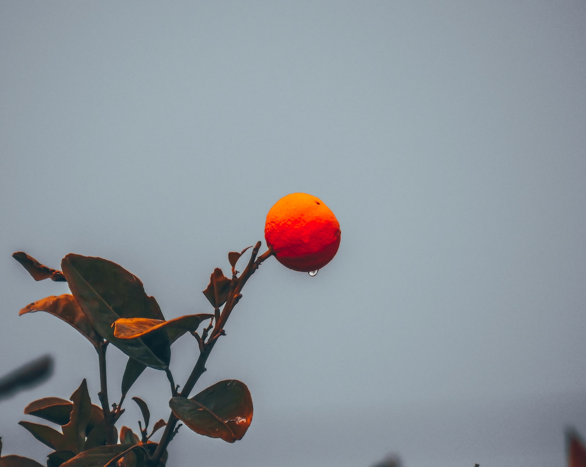 Taken with my Nikon Coolpix P900