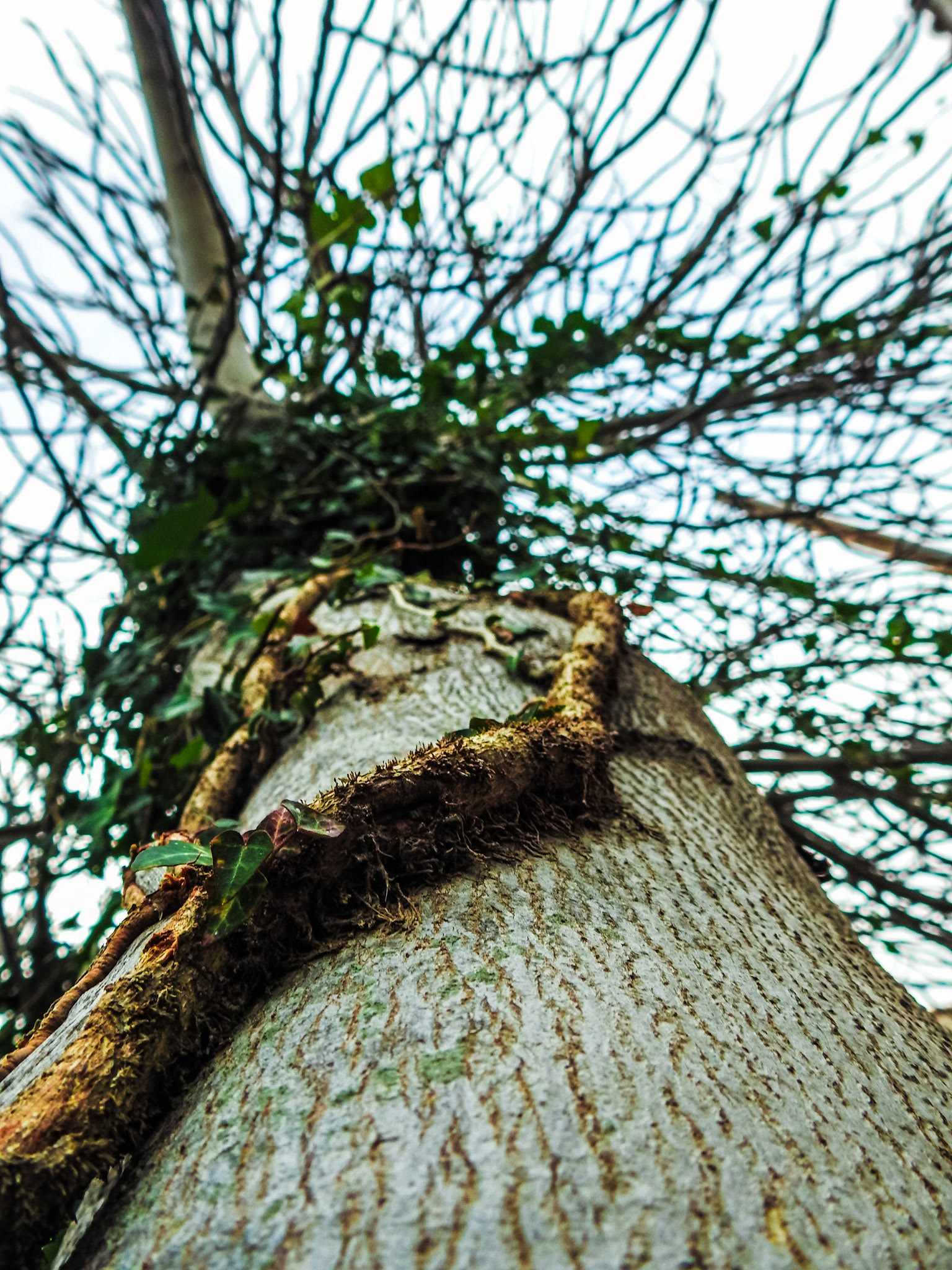 Taken with my Nikon Coolpix P900