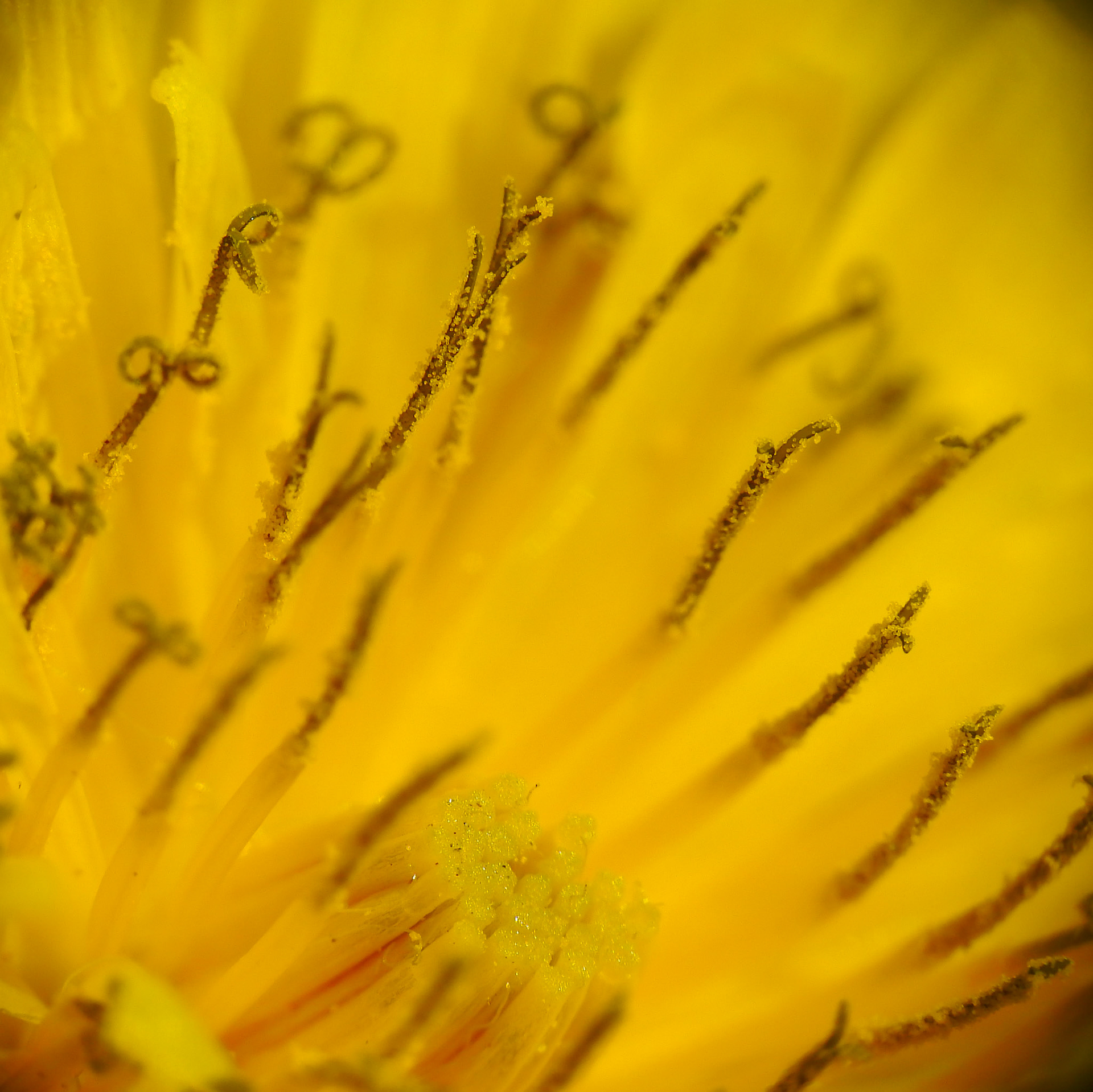 Taken with my Nikon Coolpix P900+Raynox DCR 250