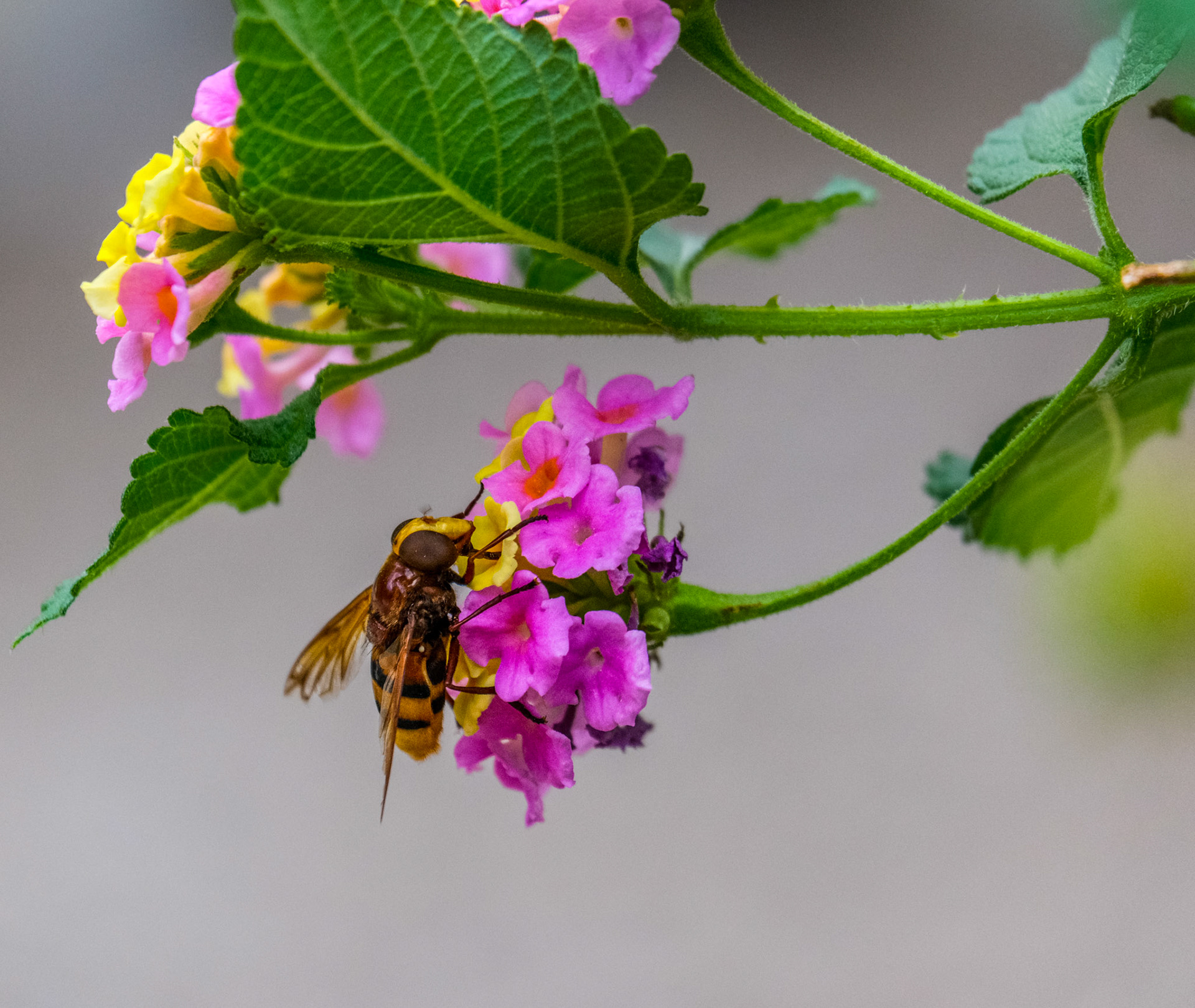 Busy day today for the local bees collecting nectar and pollen from the flowers.