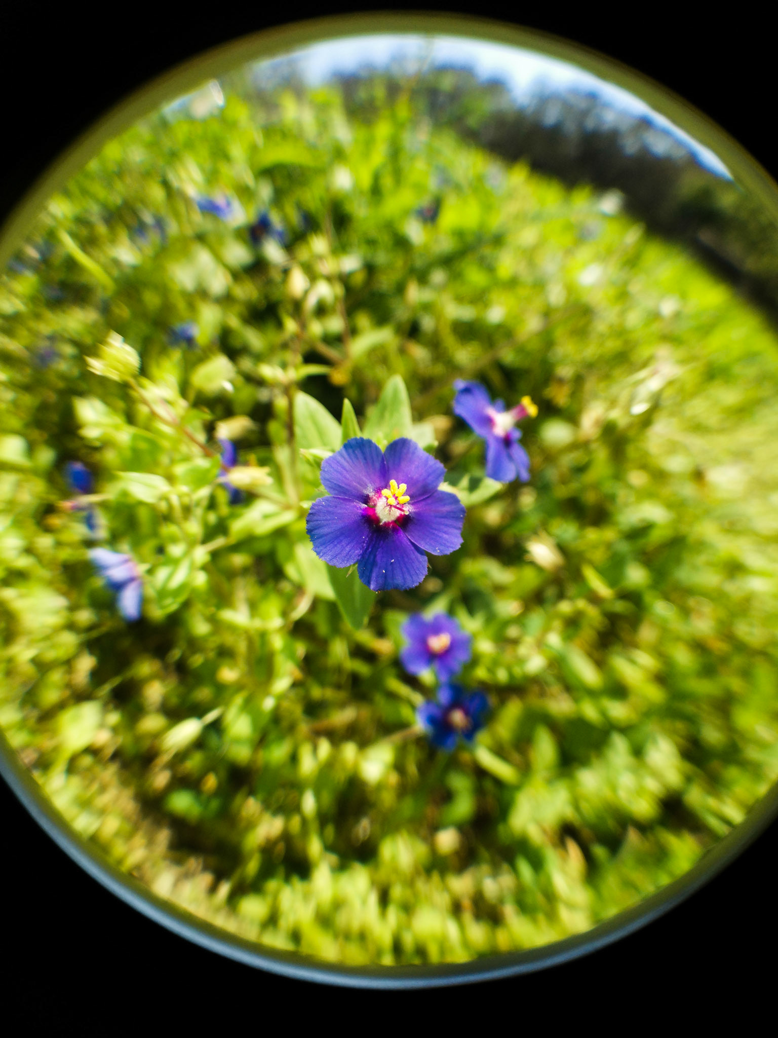 Taken with my Honor View 20