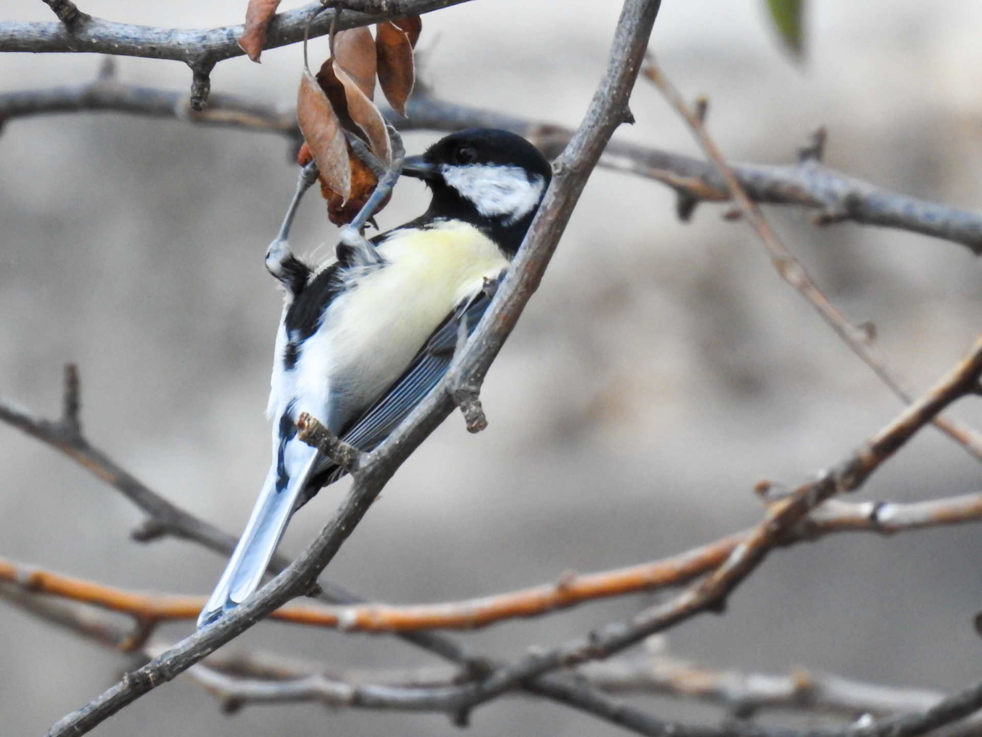 Taken with my Nikon Coolpix P900