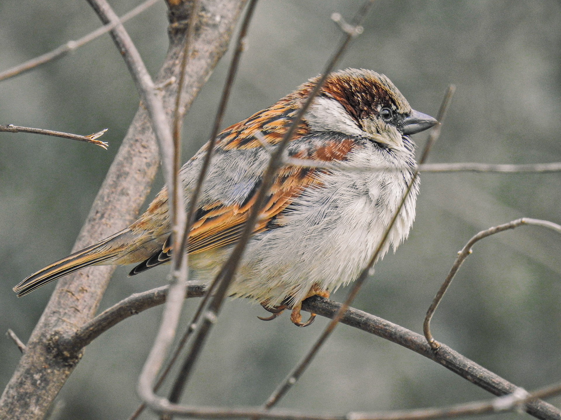 Taken with my Nikon Coolpix P900