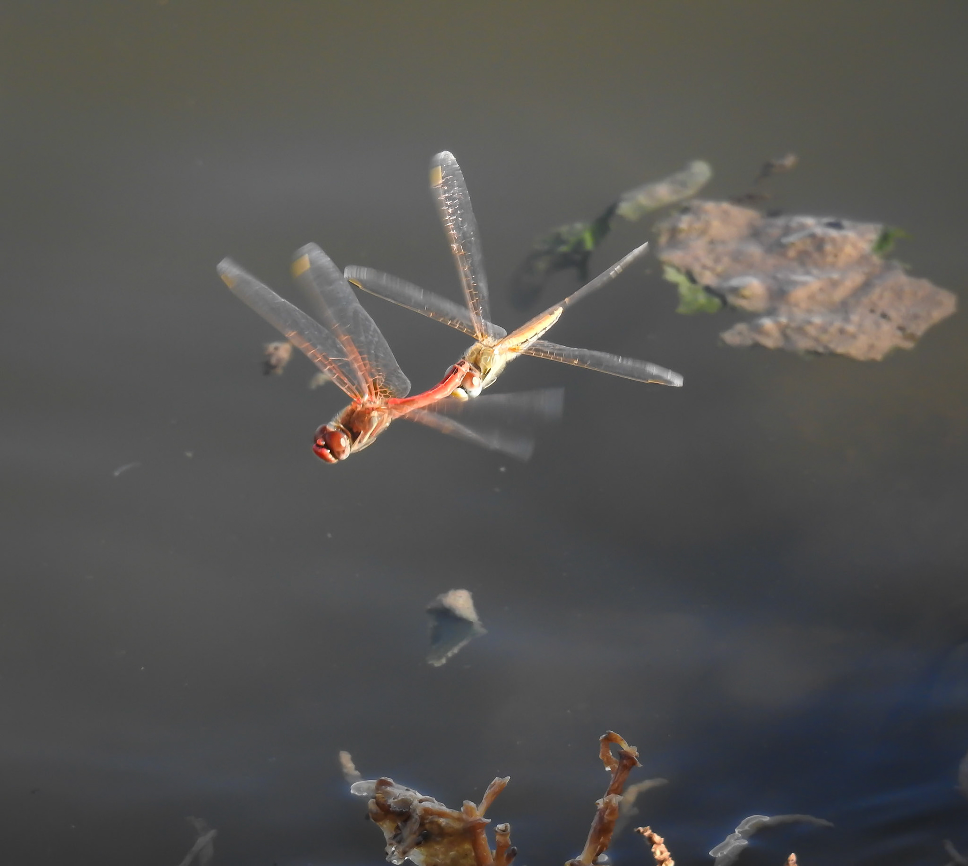 Taken with my Nikon Coolpix P900