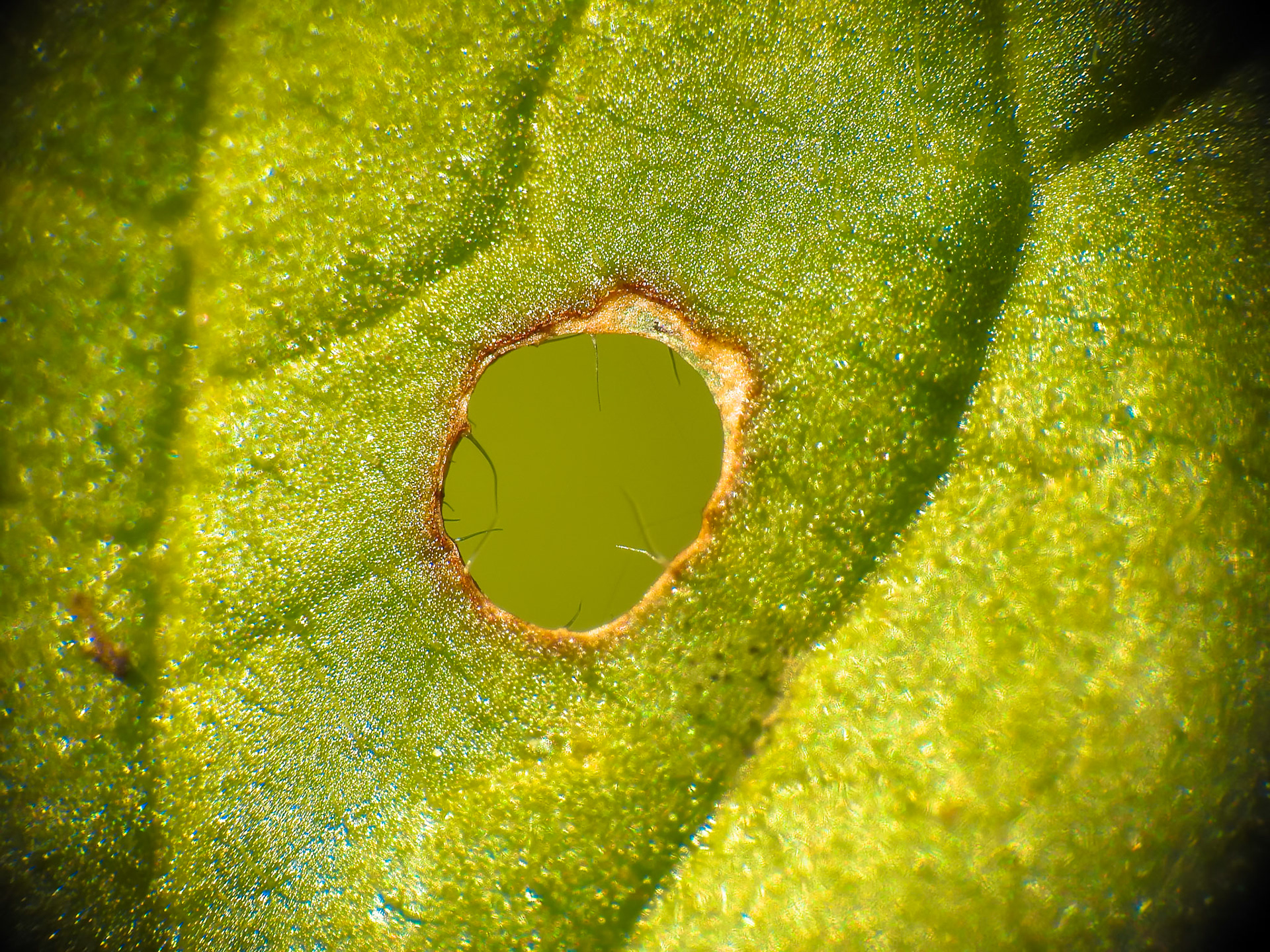 Taken with my Nikon Coolpix P900+Raynox DCR 250