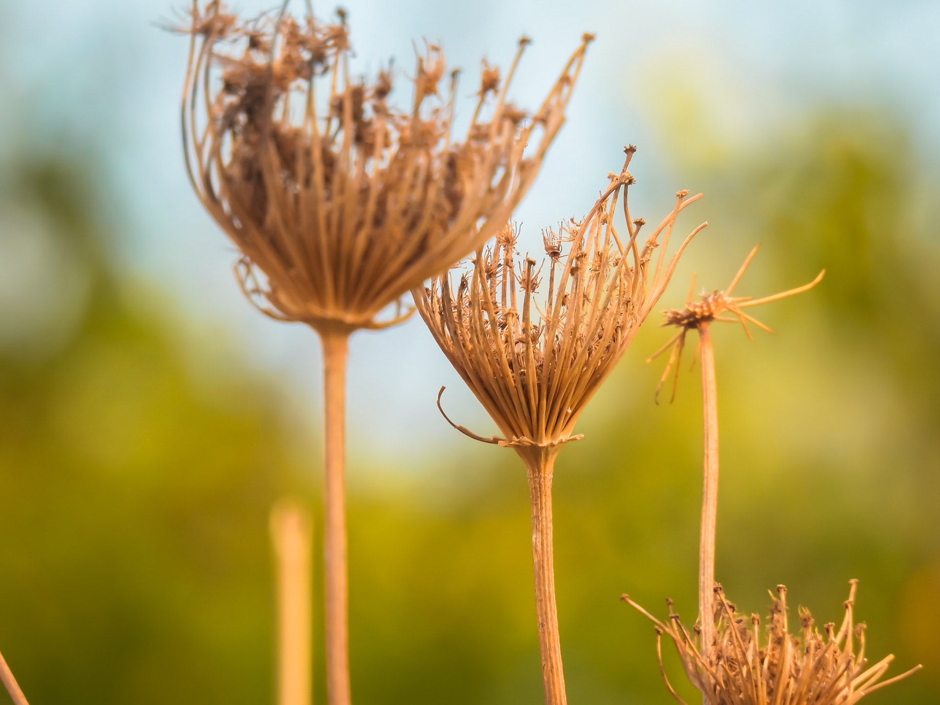 Taken with my Nikon Coolpix P900