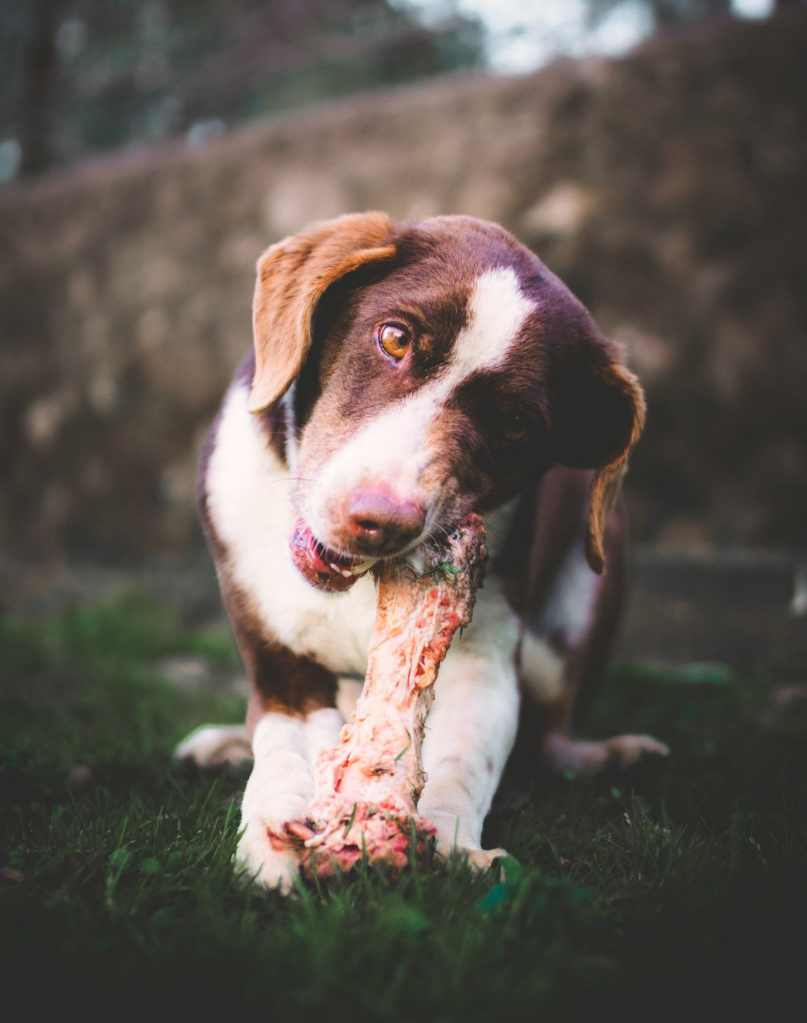 OLYMPUS DIGITAL CAMERA