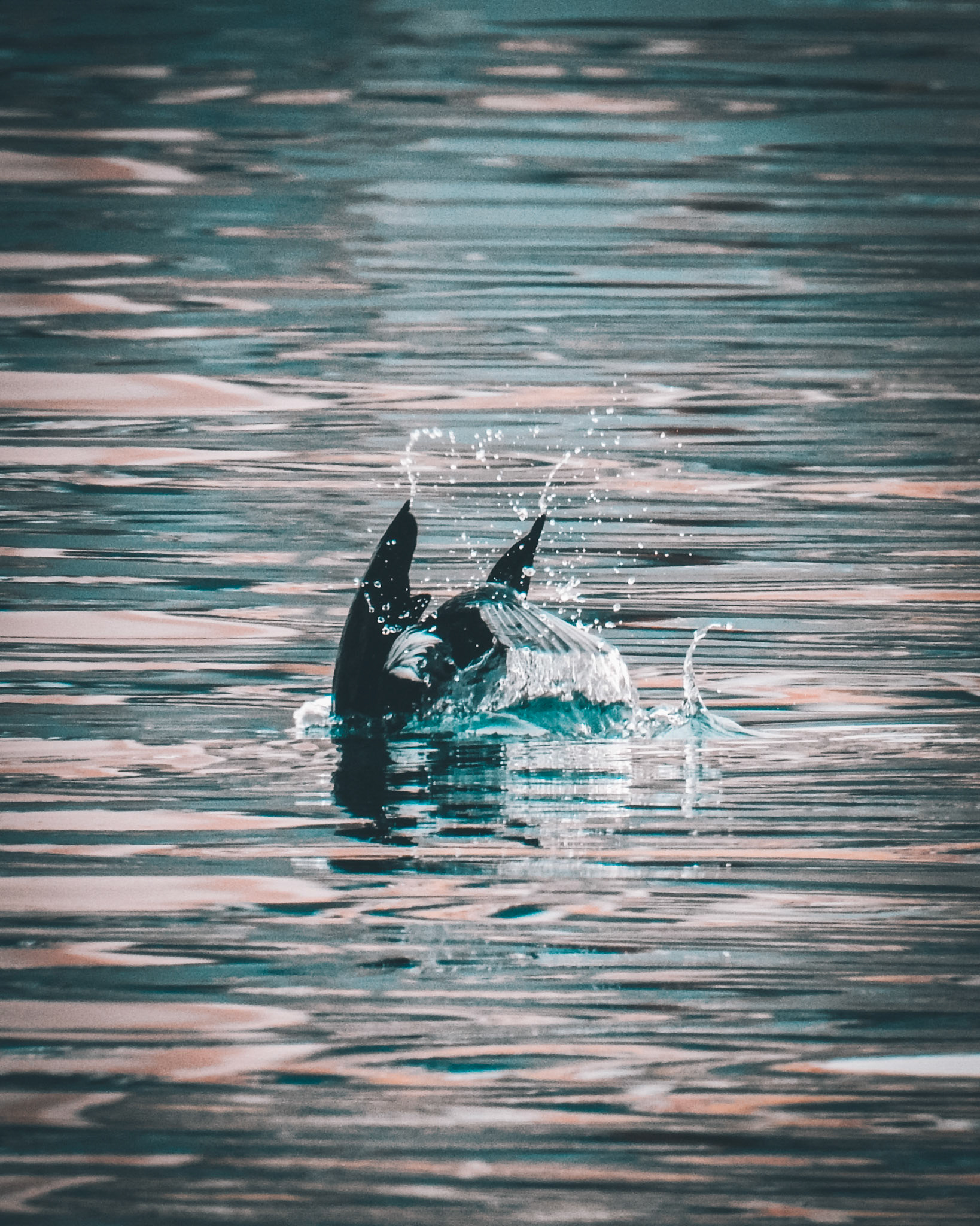 Taken with my Nikon Coolpix P900