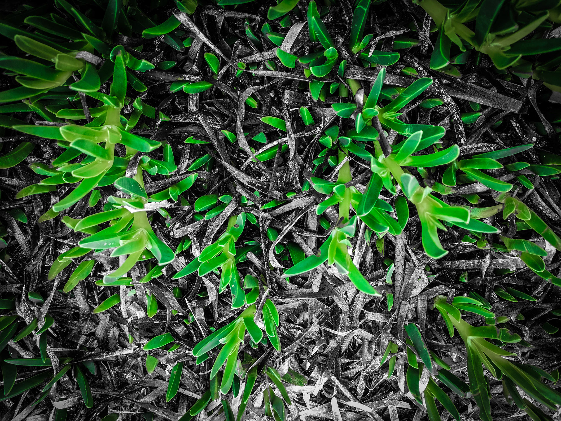 Taken with my Honor View 20