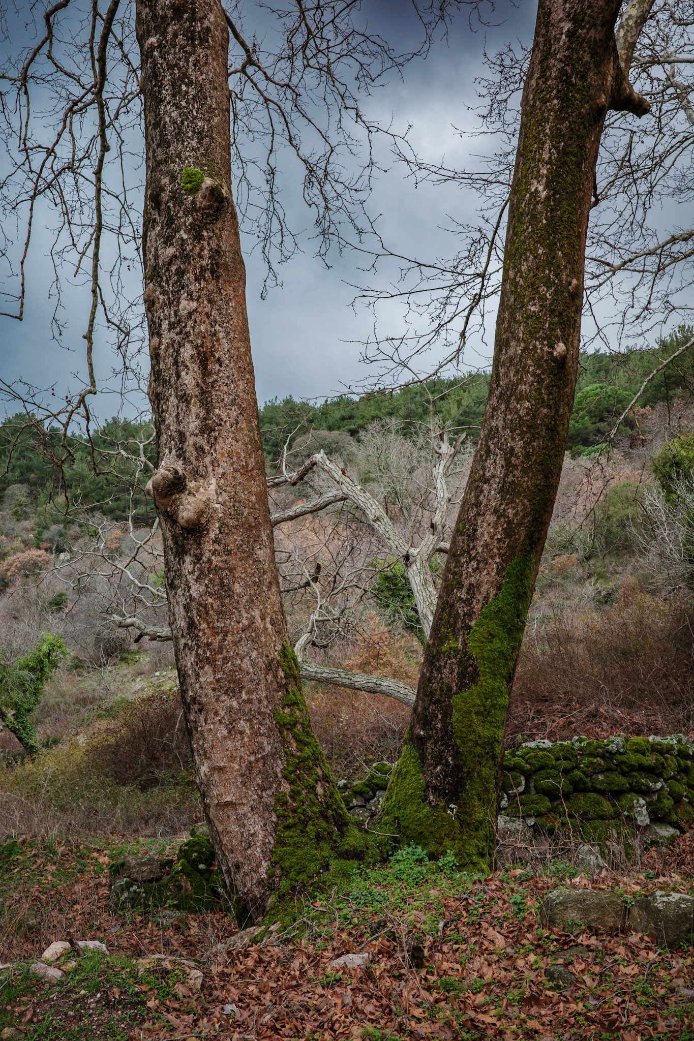 Taken with my Ricoh GR IIIx