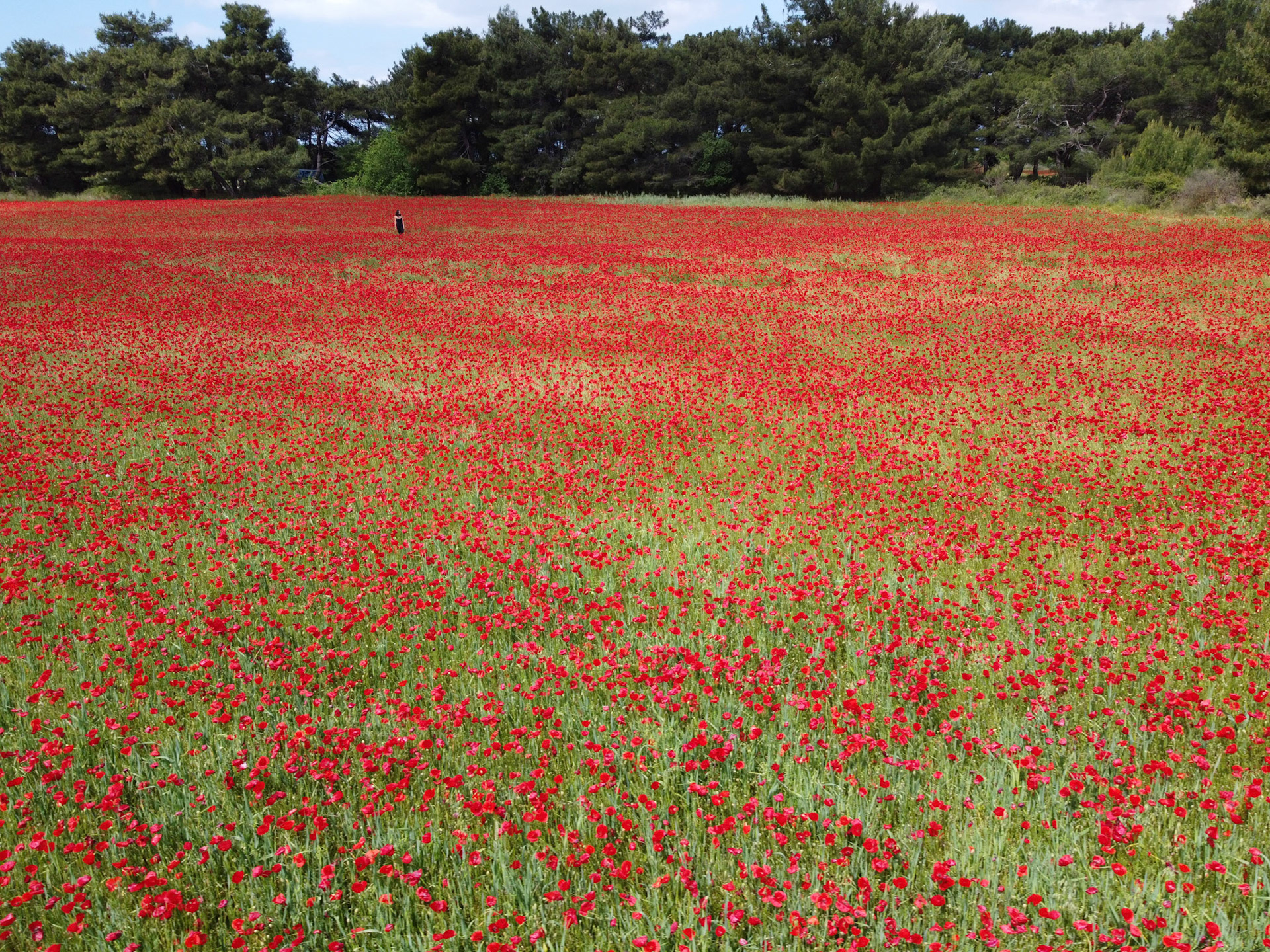 Taken with DJI Mavic Mini