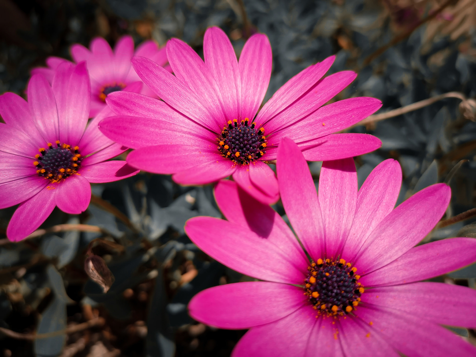 Taken with my Honor View 20