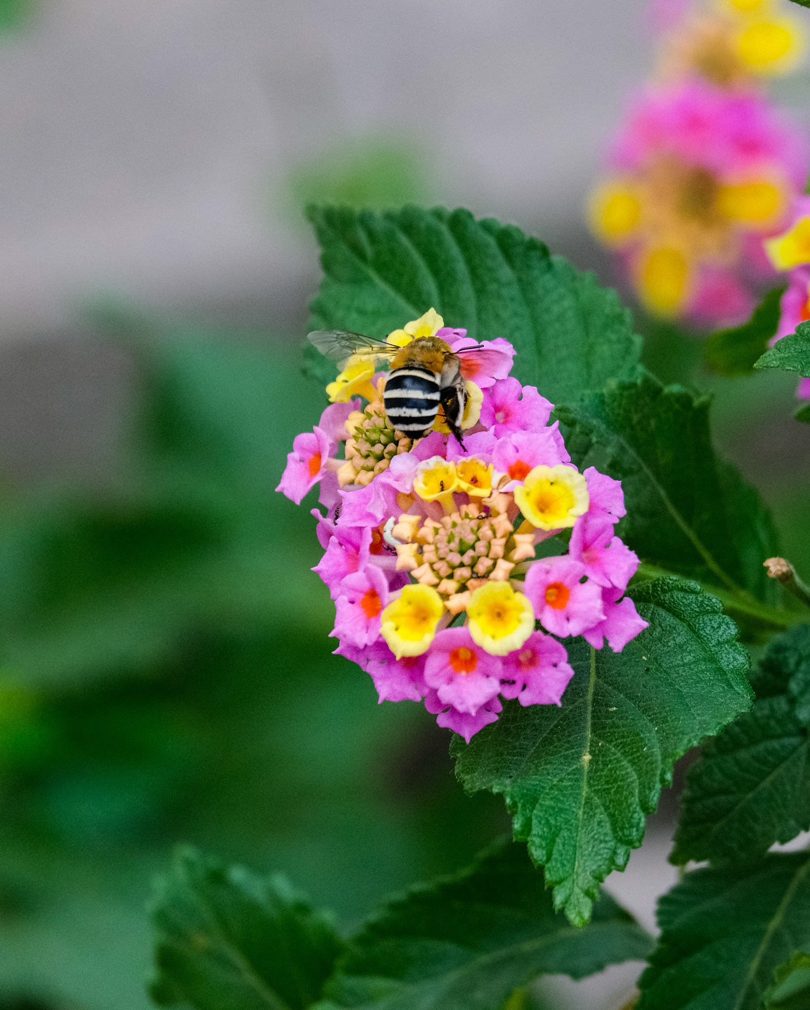 Busy day today for the local bees collecting nectar and pollen from the flowers.