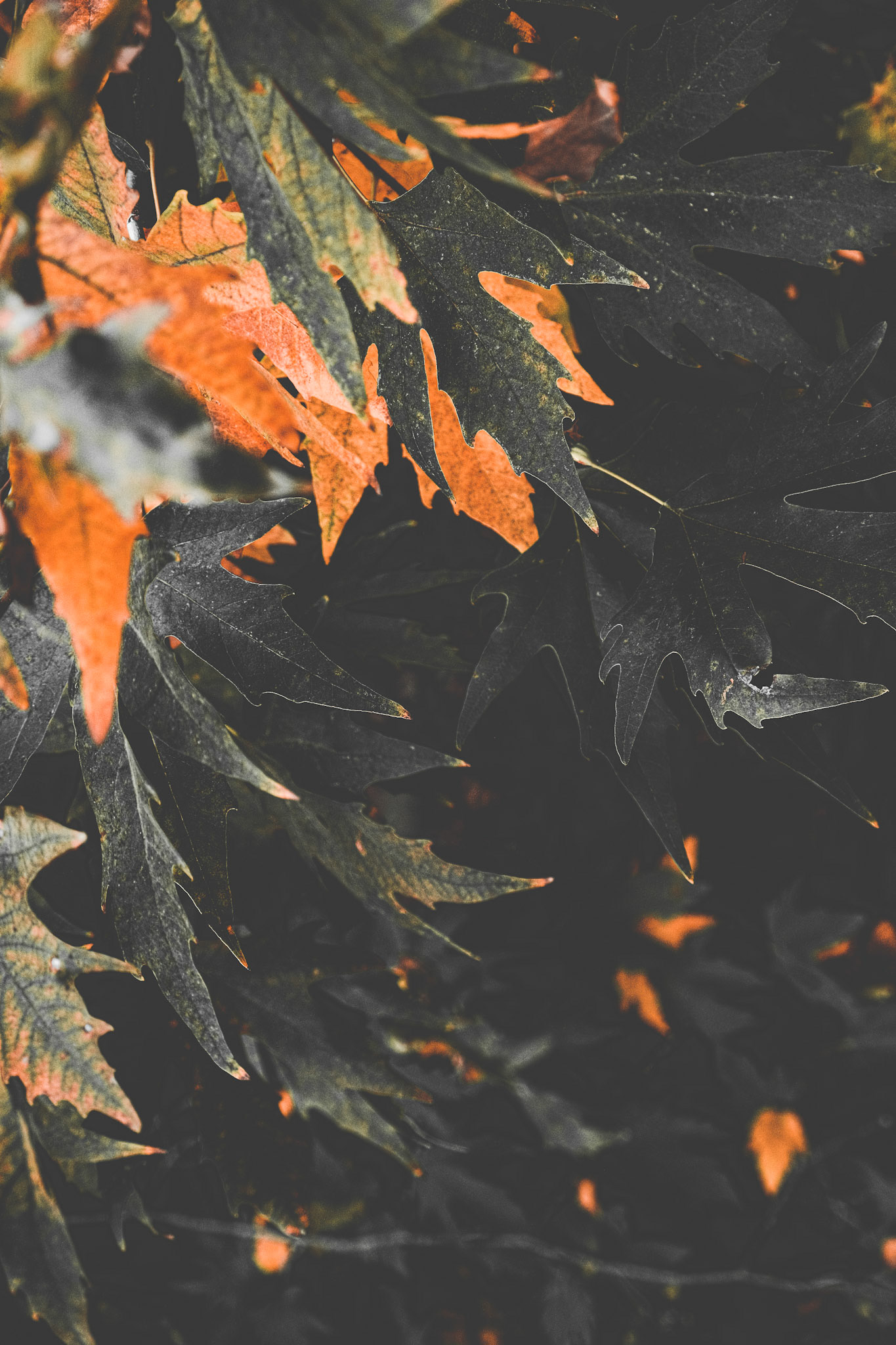 Fall is like Midas,everything it touches turns to gold.  Taken with my Fujifilm X-T30 using the Fujinon XF18-55mmF2.8-4 R LM OIS