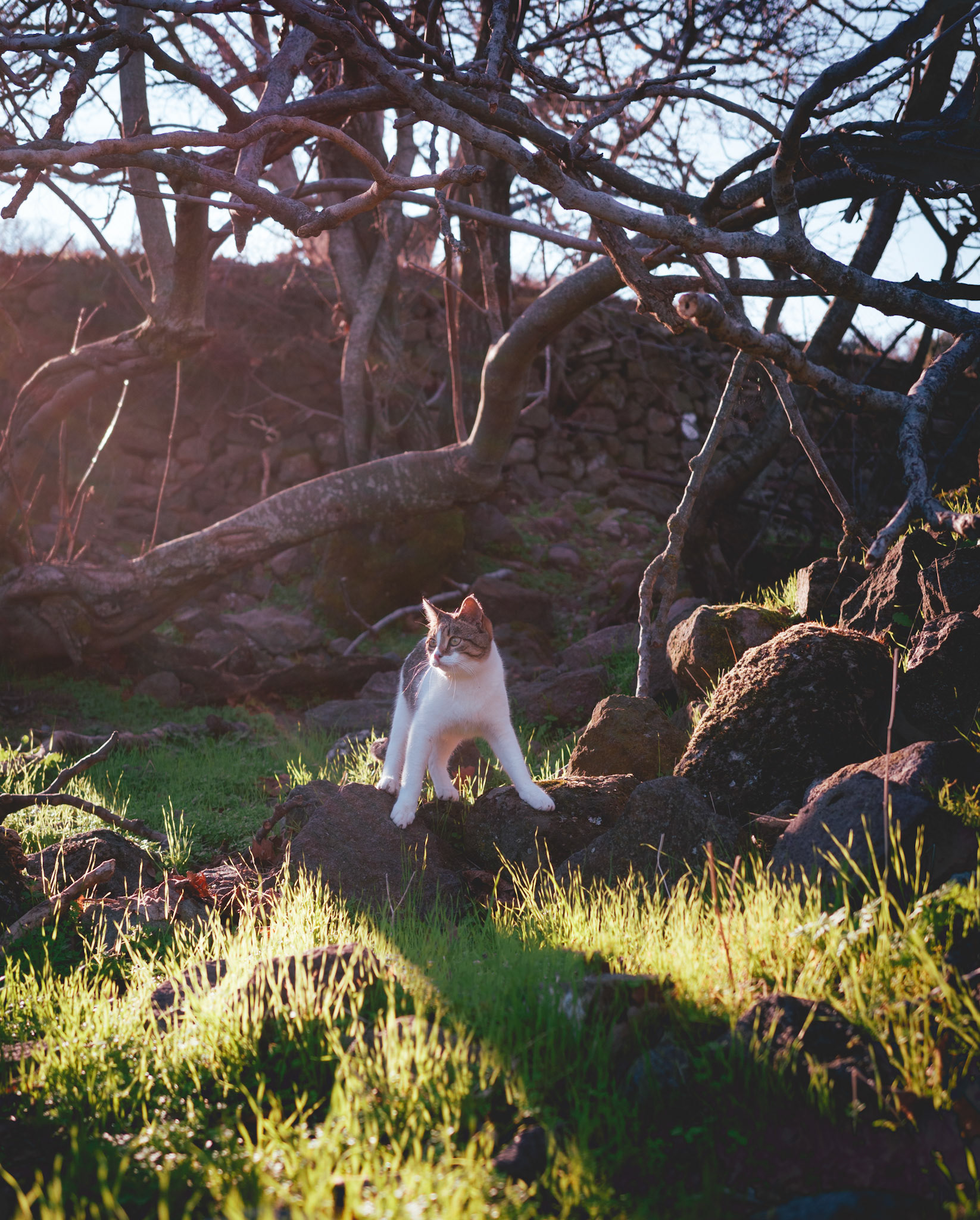 Taken with my Ricoh GR IIIx