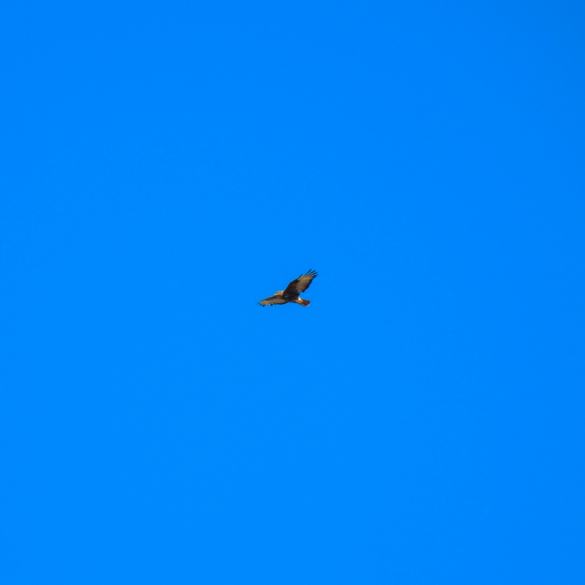 Taken with my Nikon Coolpix P900