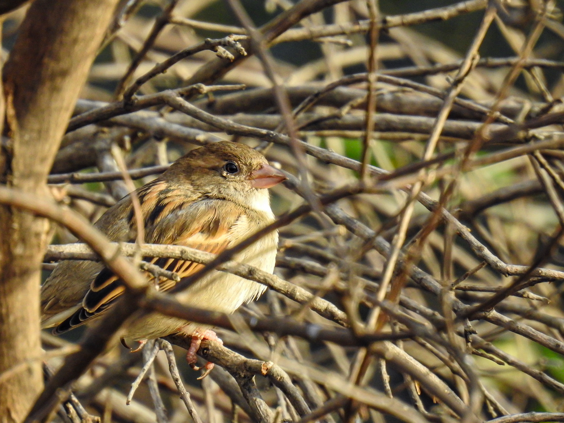 Taken with my Nikon Coolpix P900