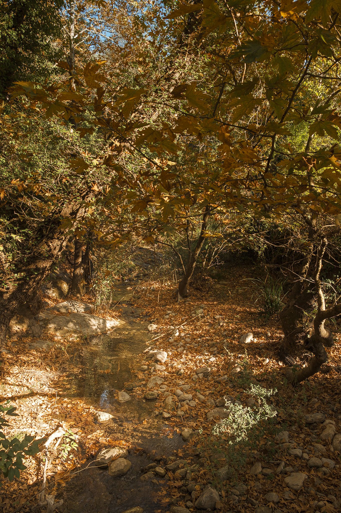 When you walk down a path,take a minute and look to your sides also. It’s amazing what you will see..  Taken with my Fujifilm X-T30 using the Fujinon XF18-55mmF2.8-4 R LM OIS