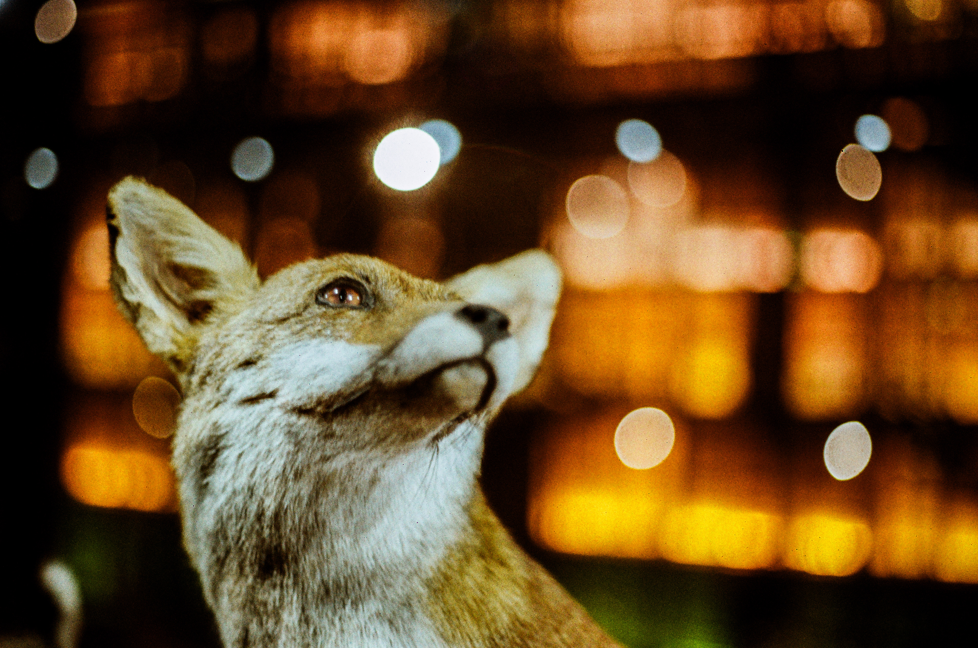 Renard roux / Vulpes vulpes