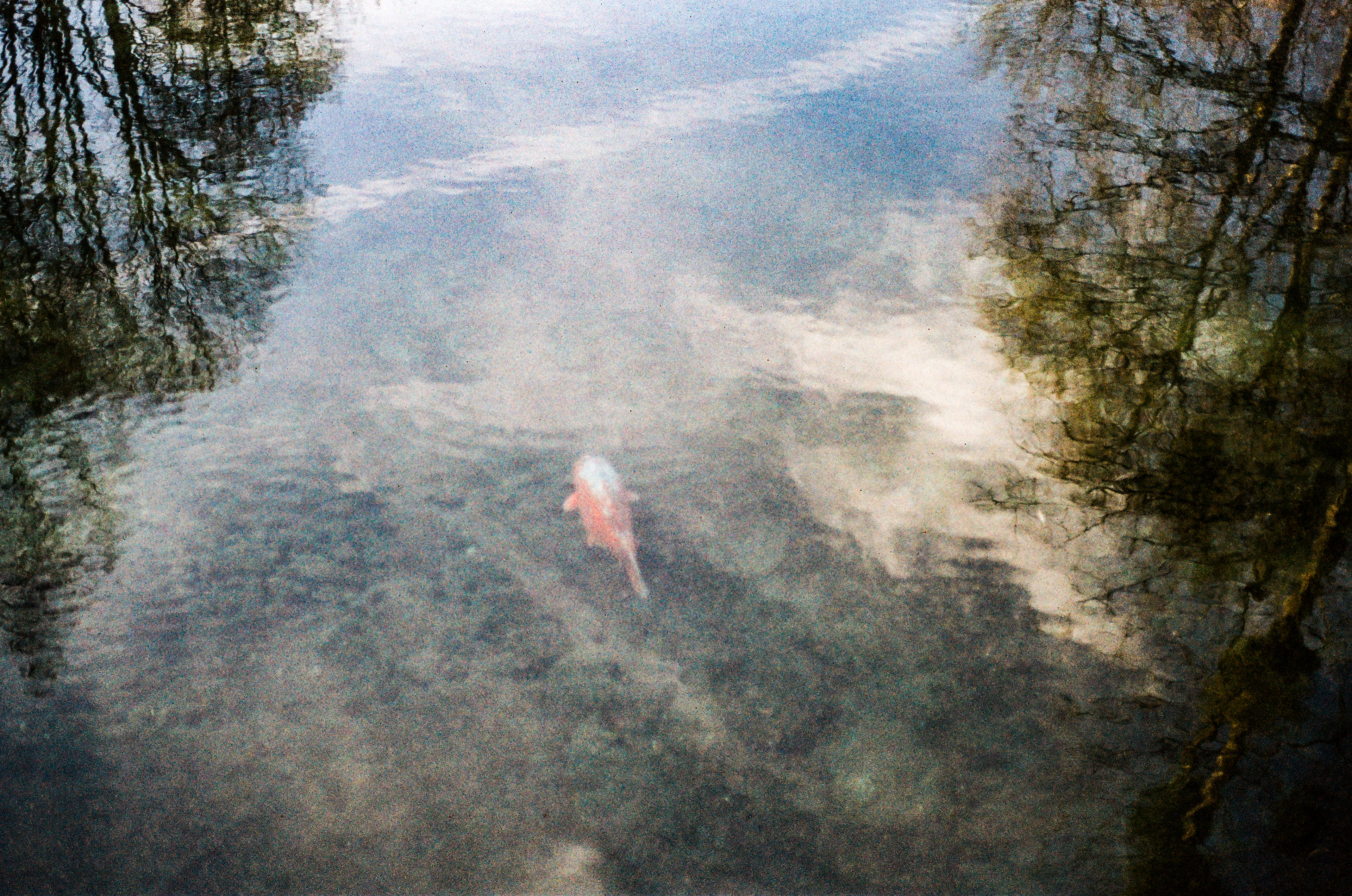 Carpe Koï / Cyprinus carpio