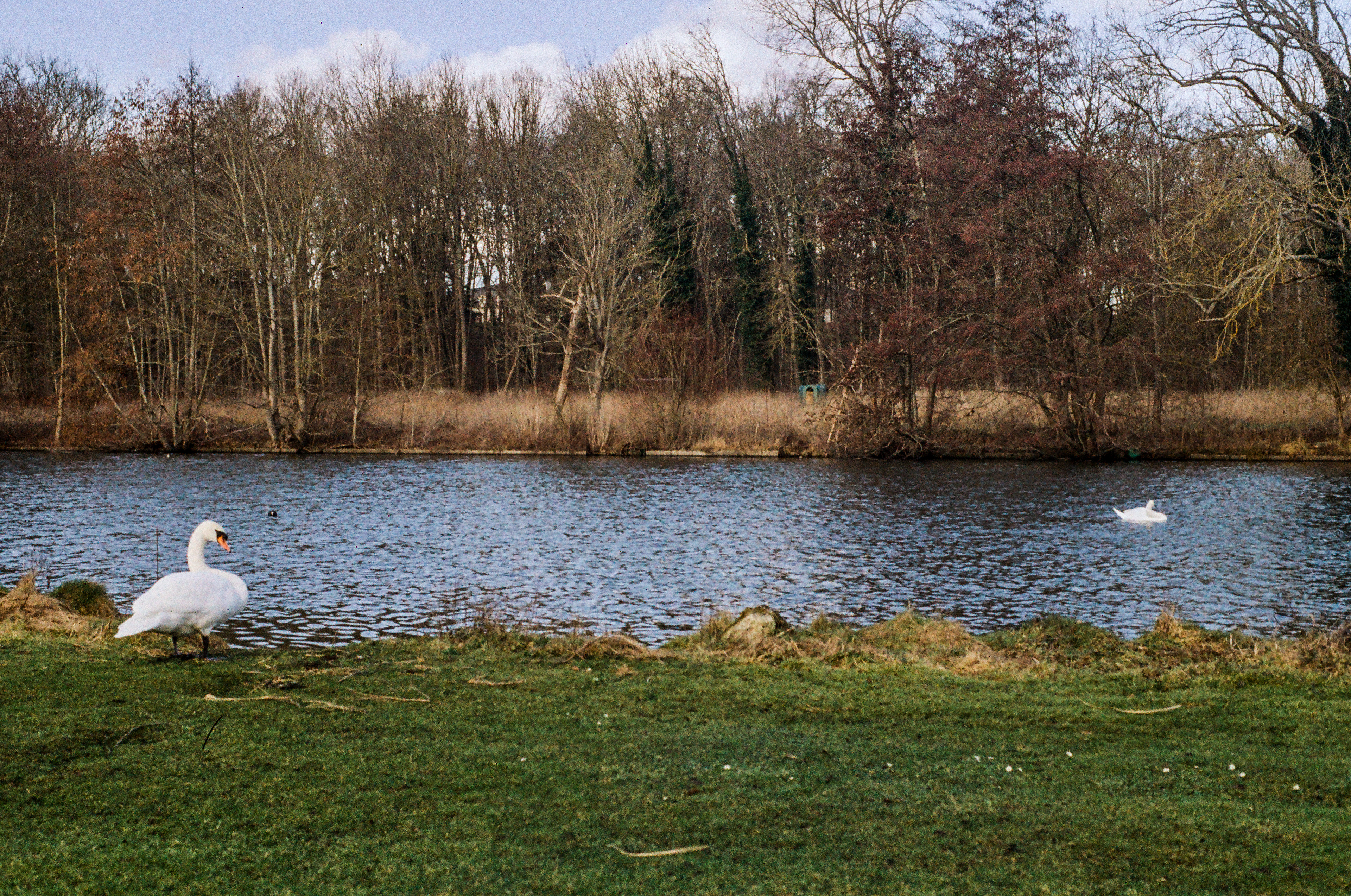 Cygne turbéculé / Cygnus olor