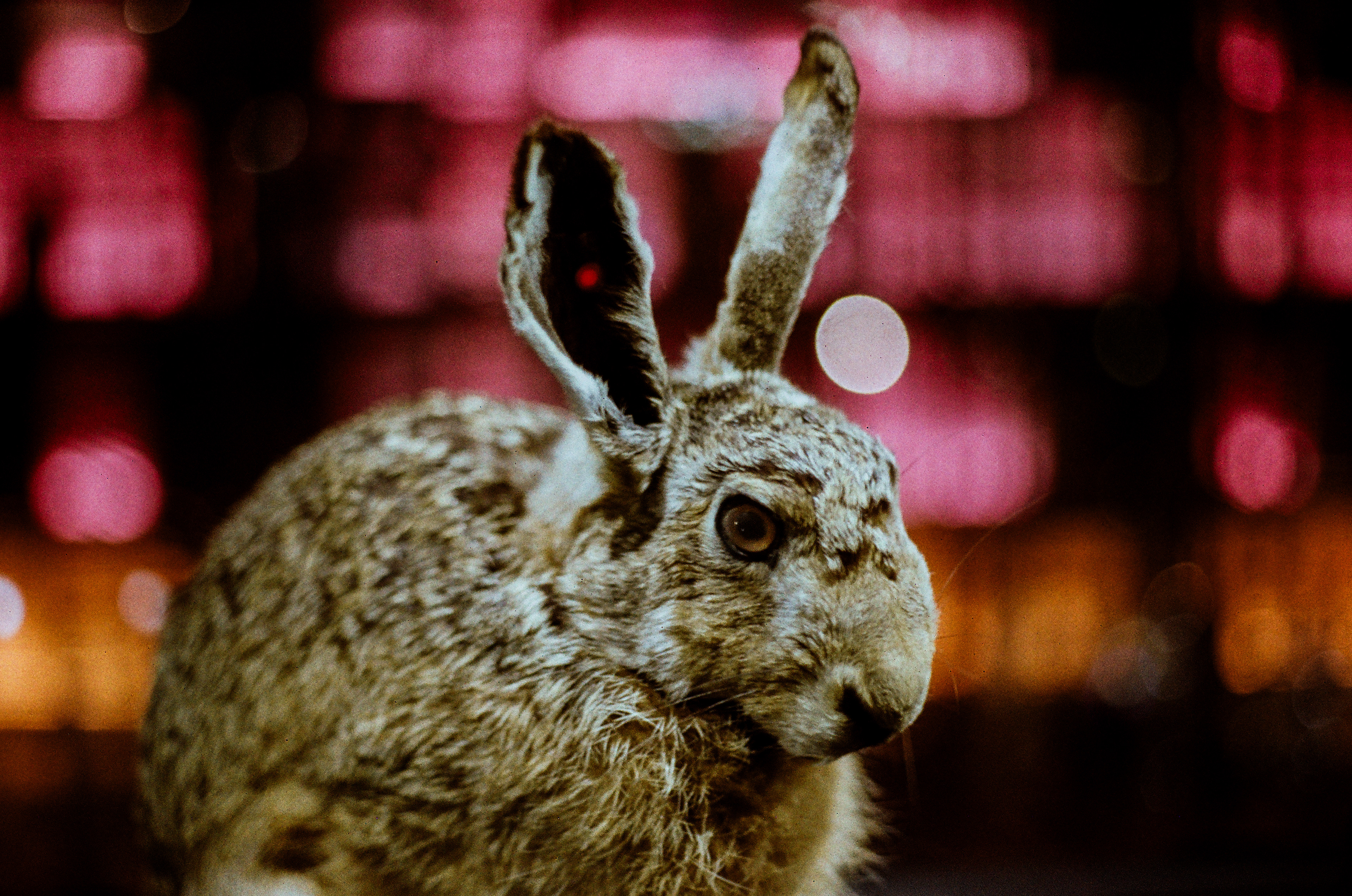 Lièvre / Lepus capensis europaeus