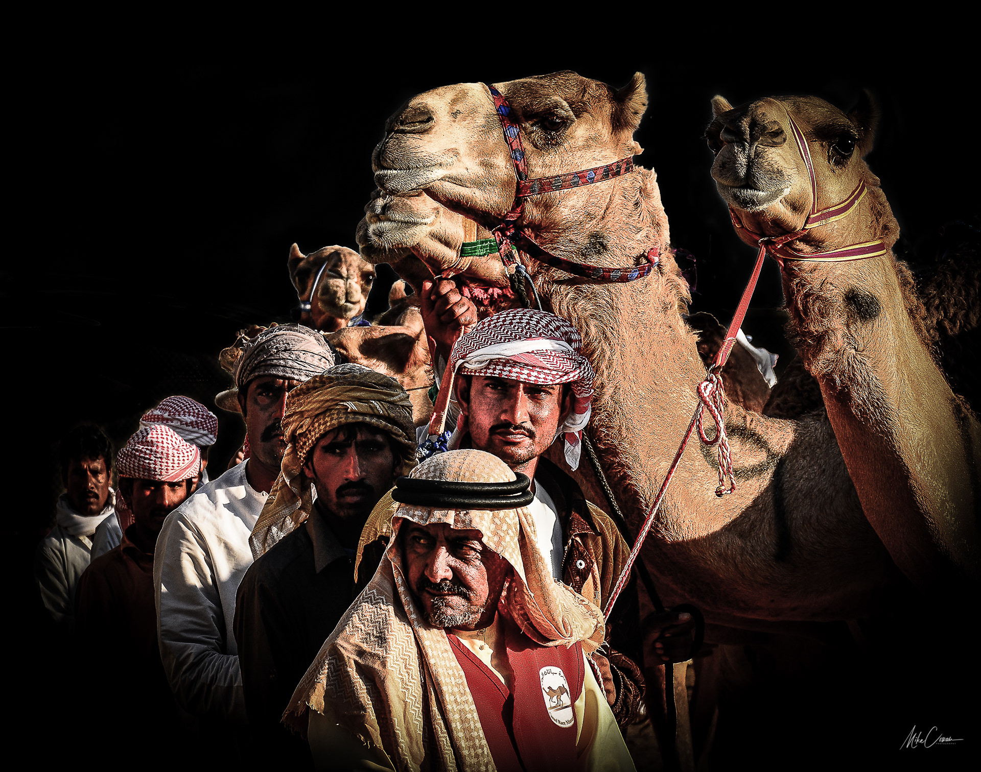 Emirati Camel Racers