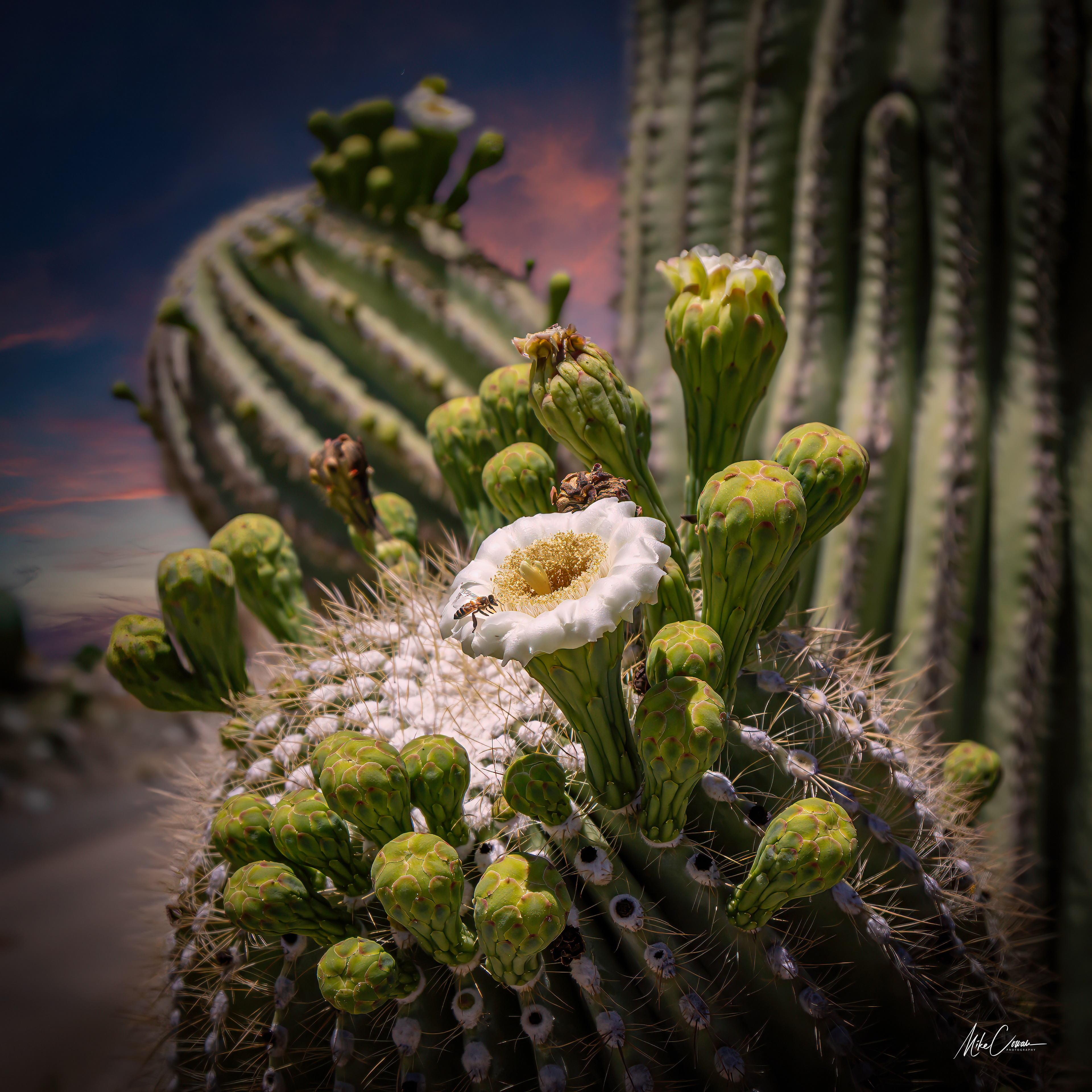 Saguaro Blossom