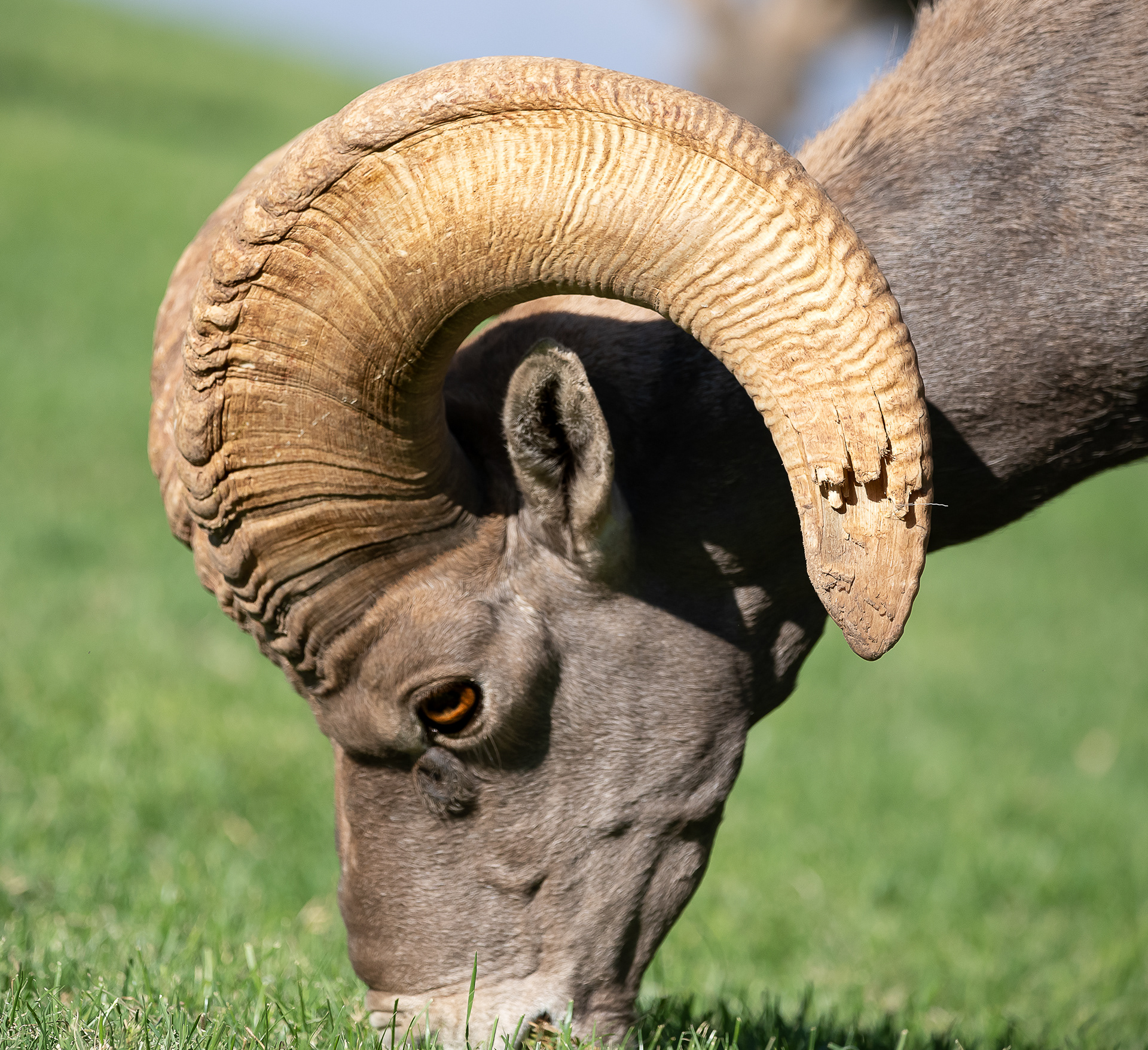 Boulder City Lawn Crew