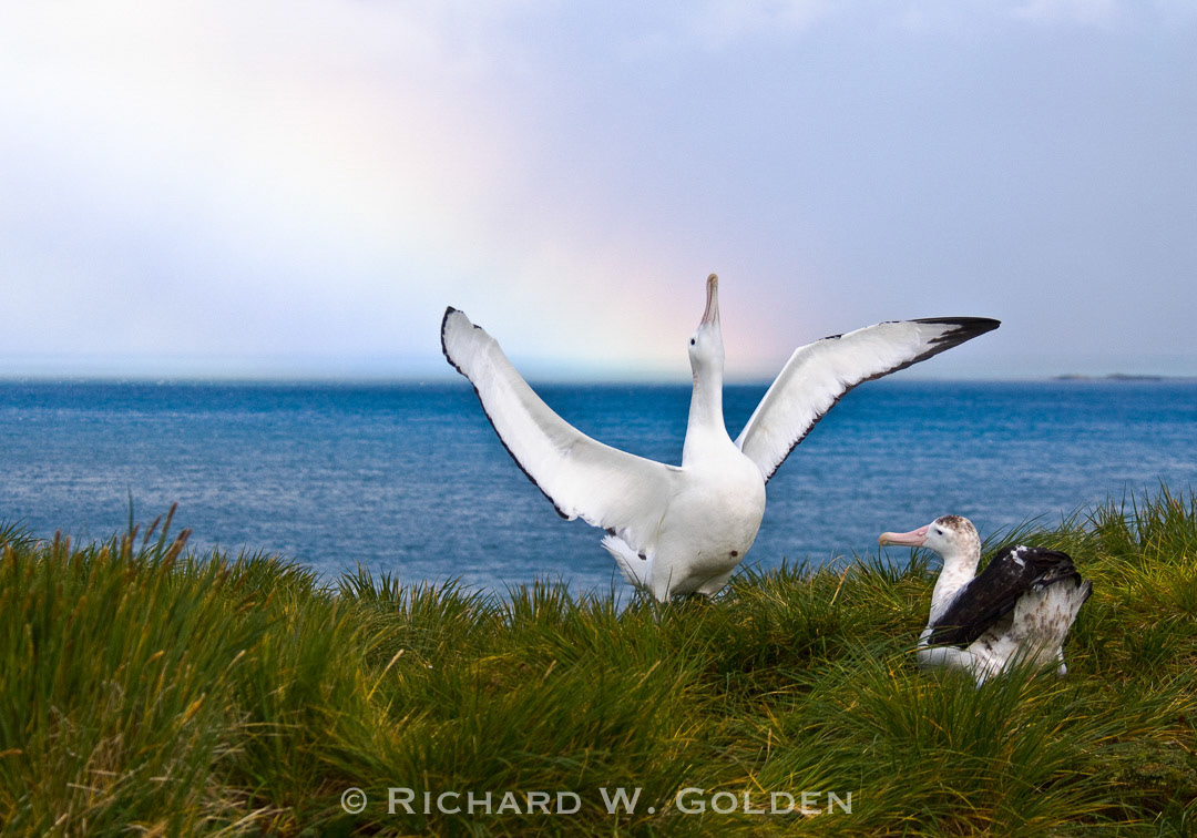 Love At First Sight- Falkland Islands