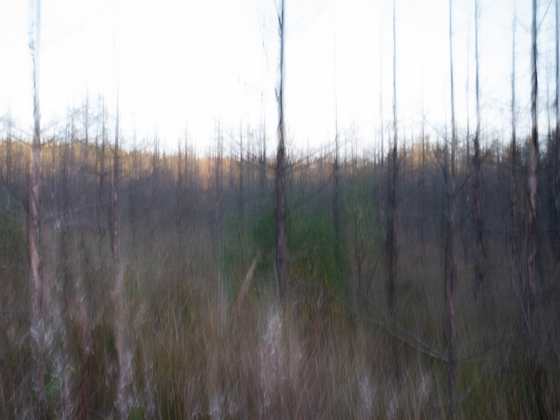 The Forest of Uncertainty